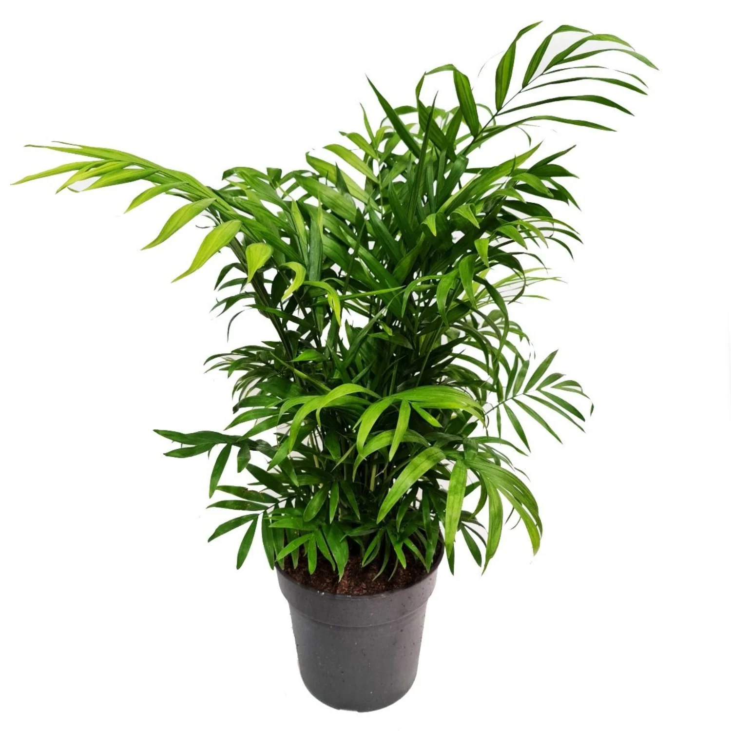 Parlour Palm - Image 6