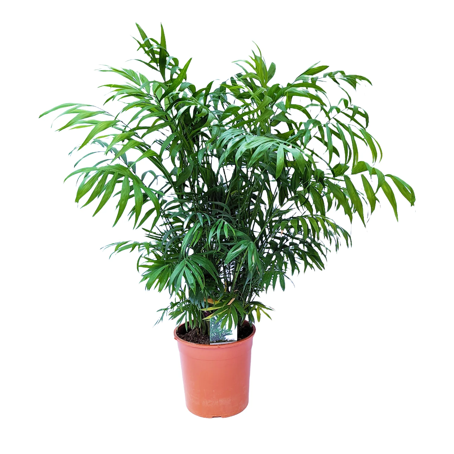 Parlour Palm - Image 7