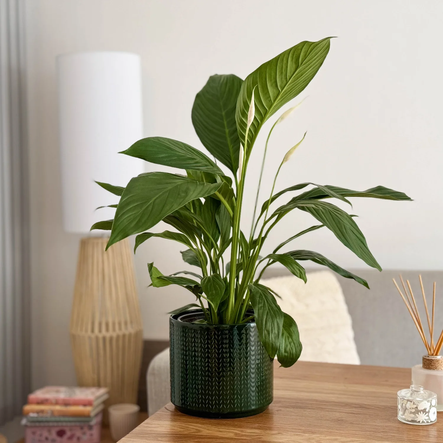 Peace Lily | Alana - Image 3