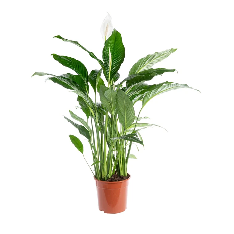 Peace Lily | Sweet Lauretta