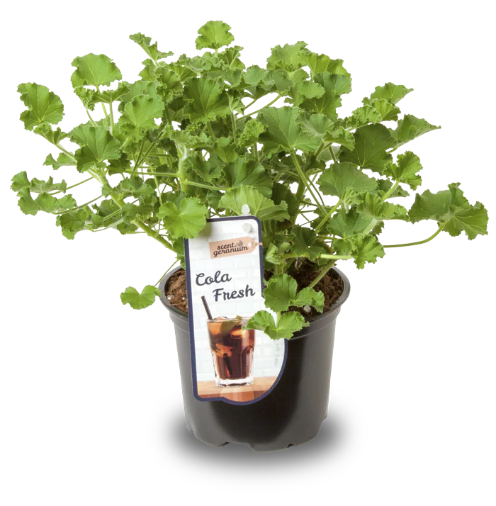 Pelargonium | Fresh & Fruity | Cola