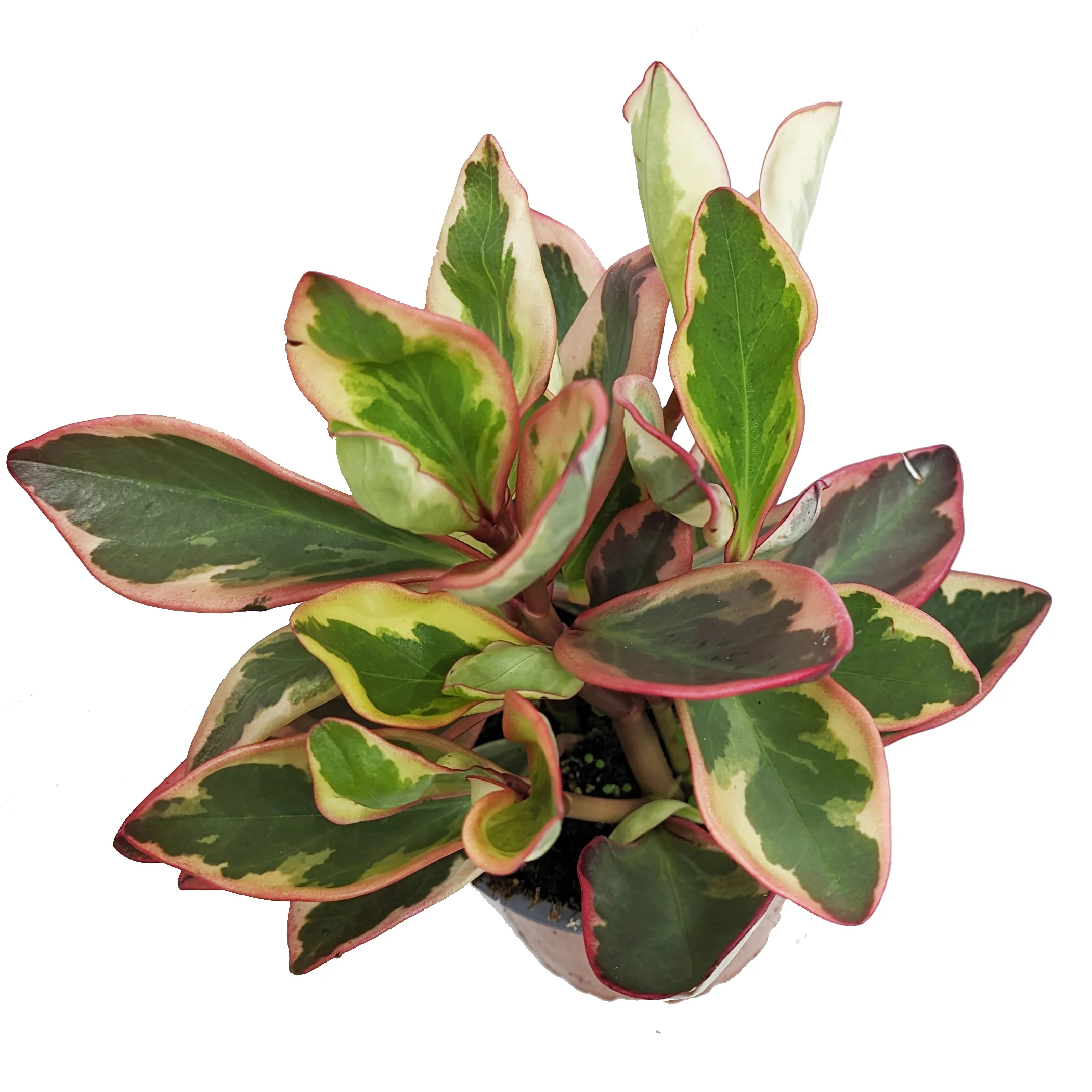 Peperomia | Jelli | Hard To Find - Image 2