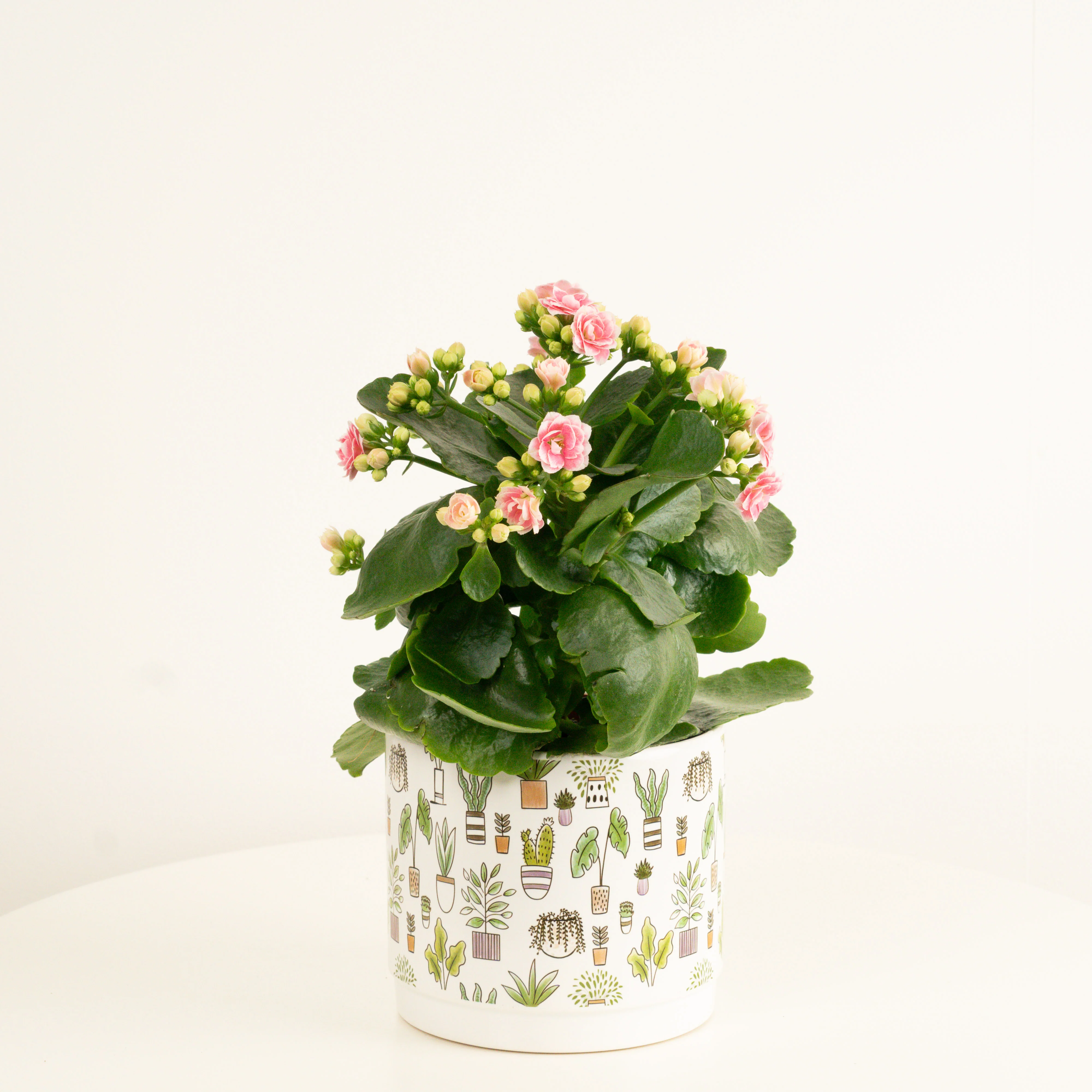 Flowering Kalanchoe | Perfecta Pink