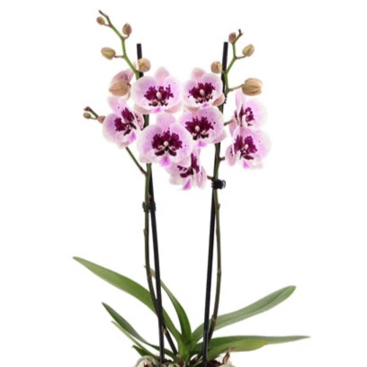 Phalaenopsis Orchid | Aladin - Image 2
