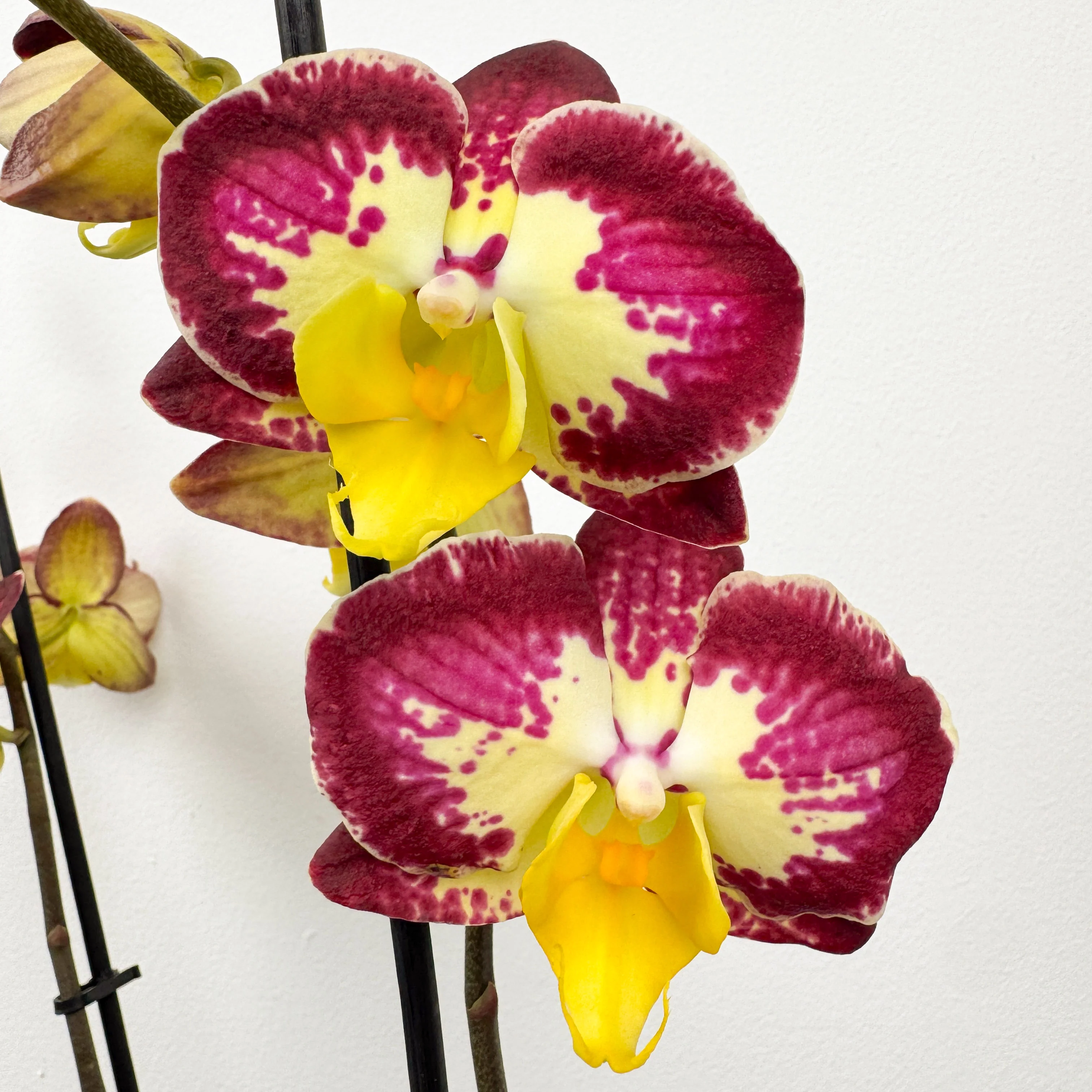 Phalaenopsis Orchid | Bee Happy - Image 2