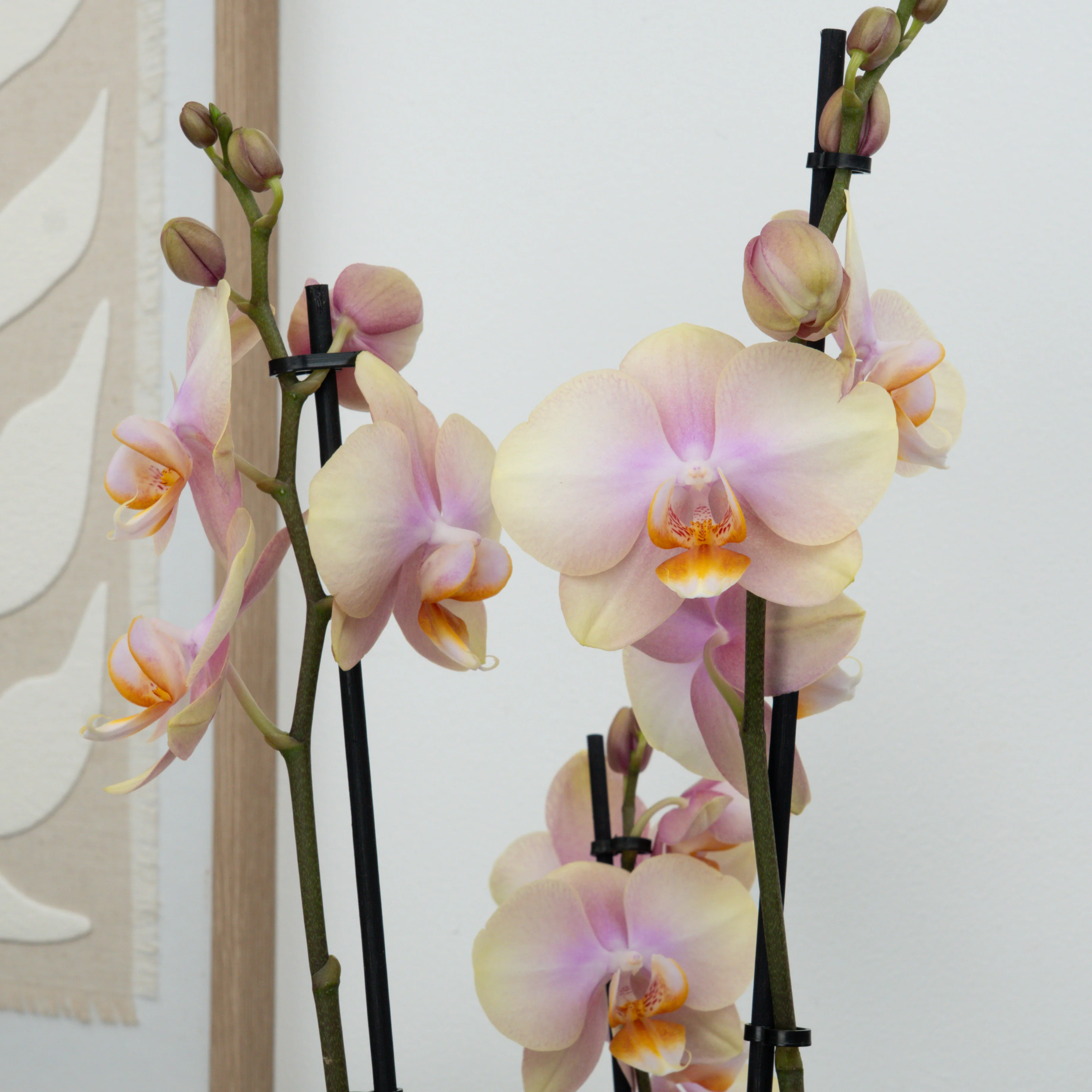 Phalaenopsis Orchid | Caramel - Image 4