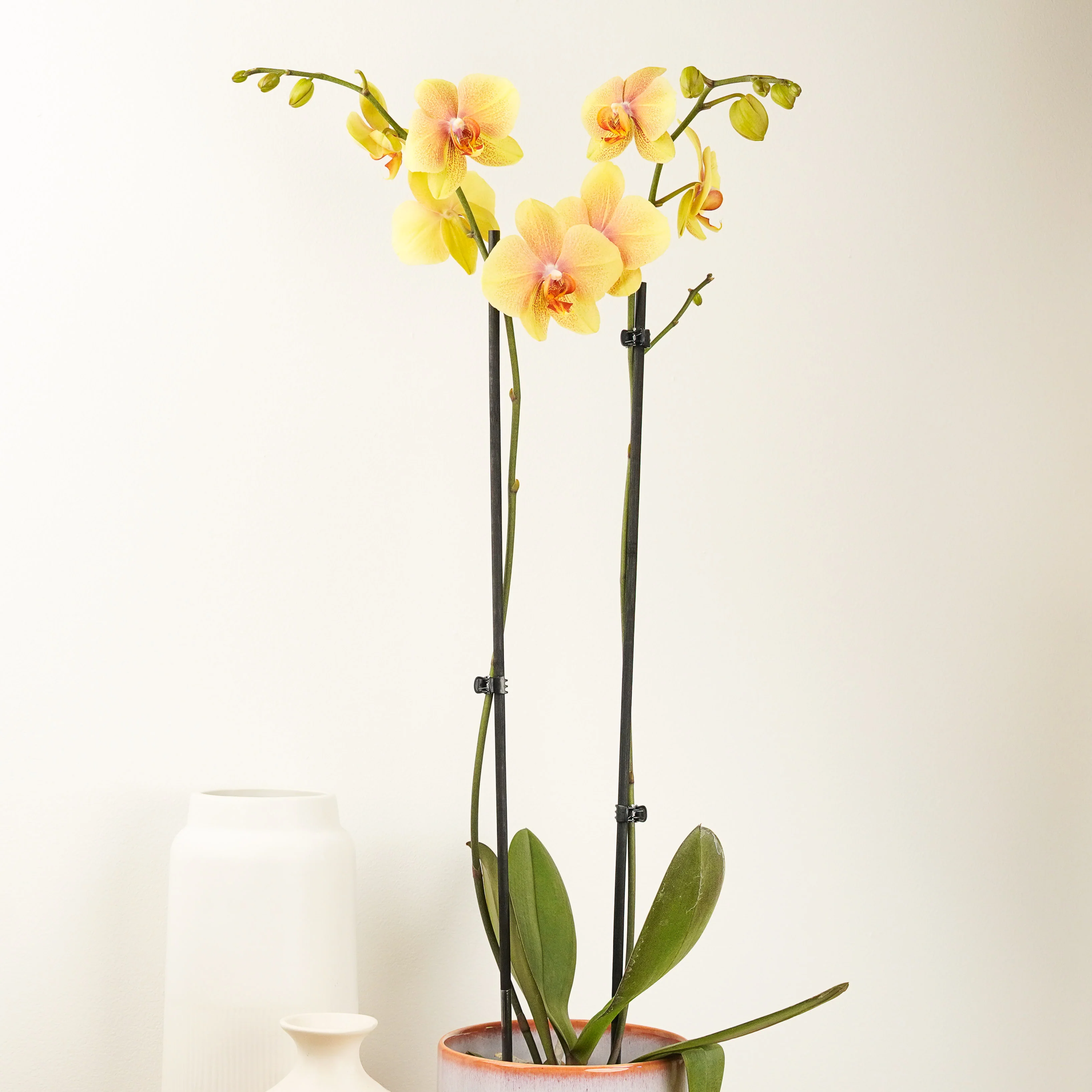 Phalaenopsis Orchid | Chettah