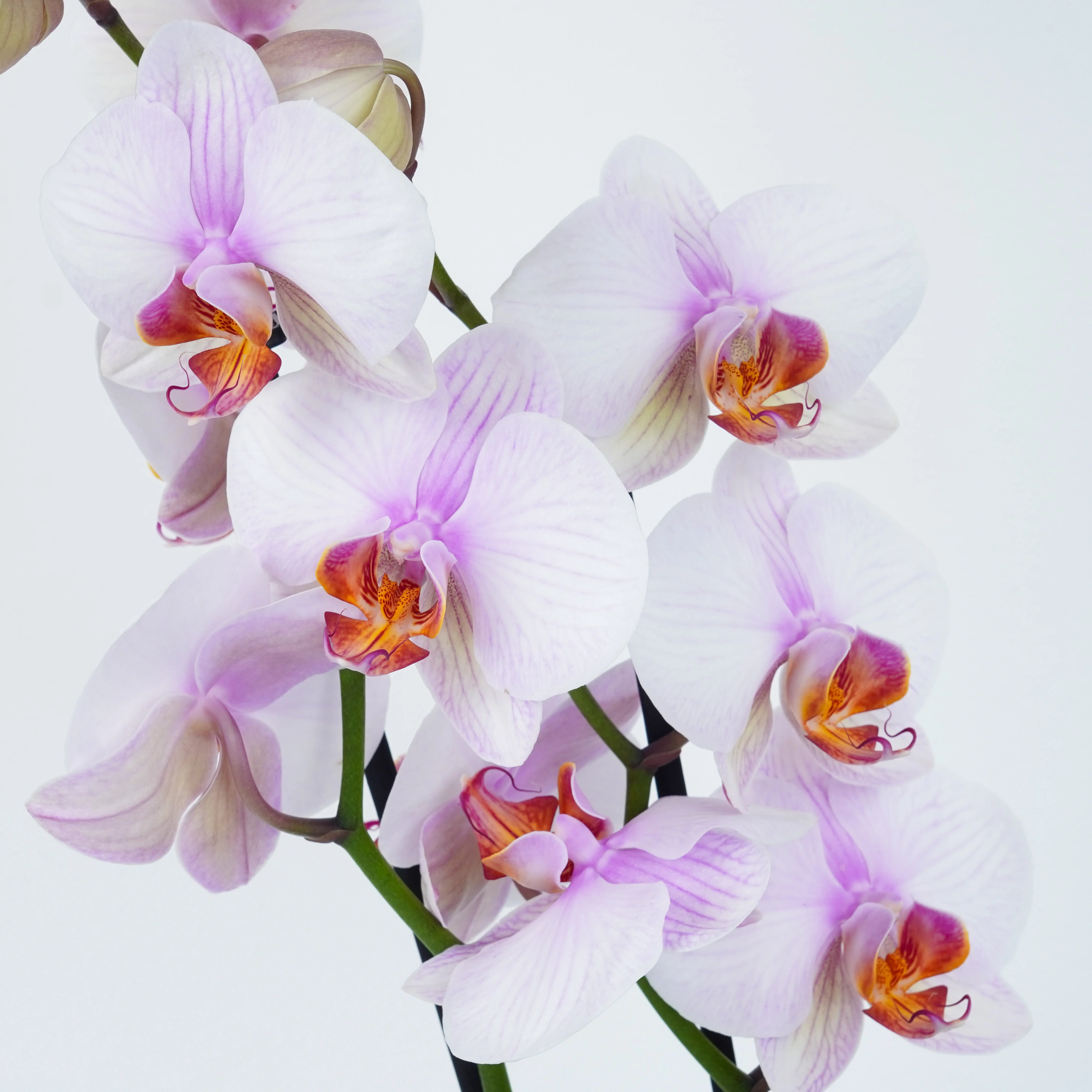 Flowering Plants