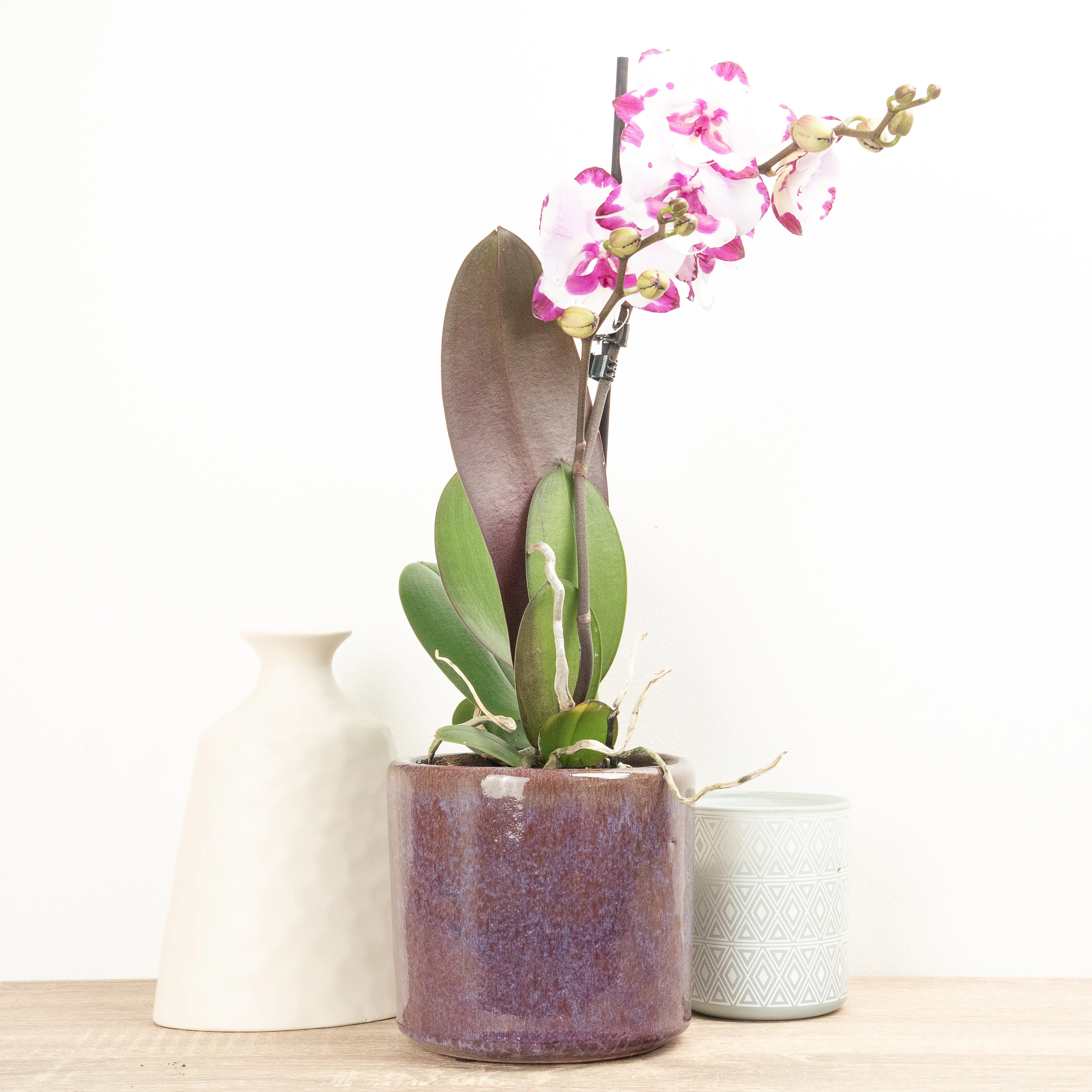 Phalaenopsis Orchid | Epic - Image 4
