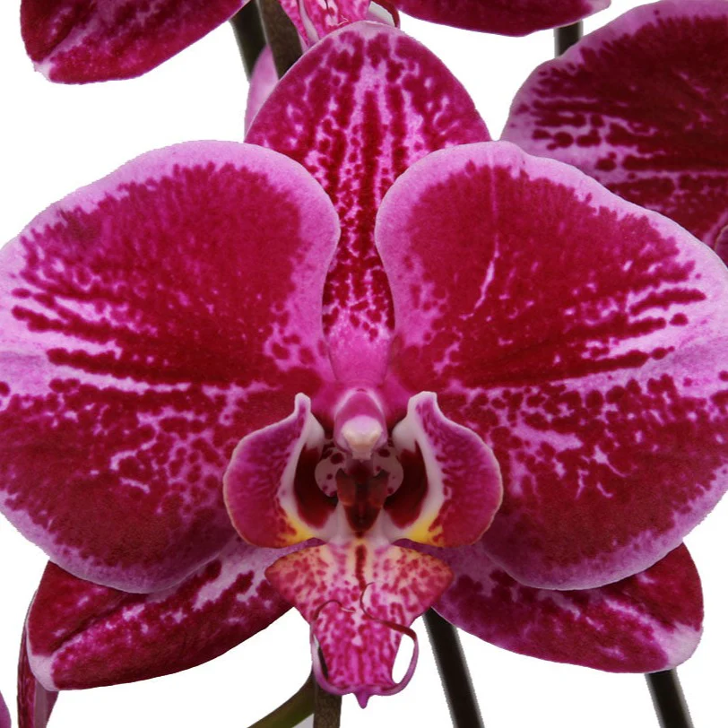 Phalaenopsis Orchid | Fortune Teller - Image 3