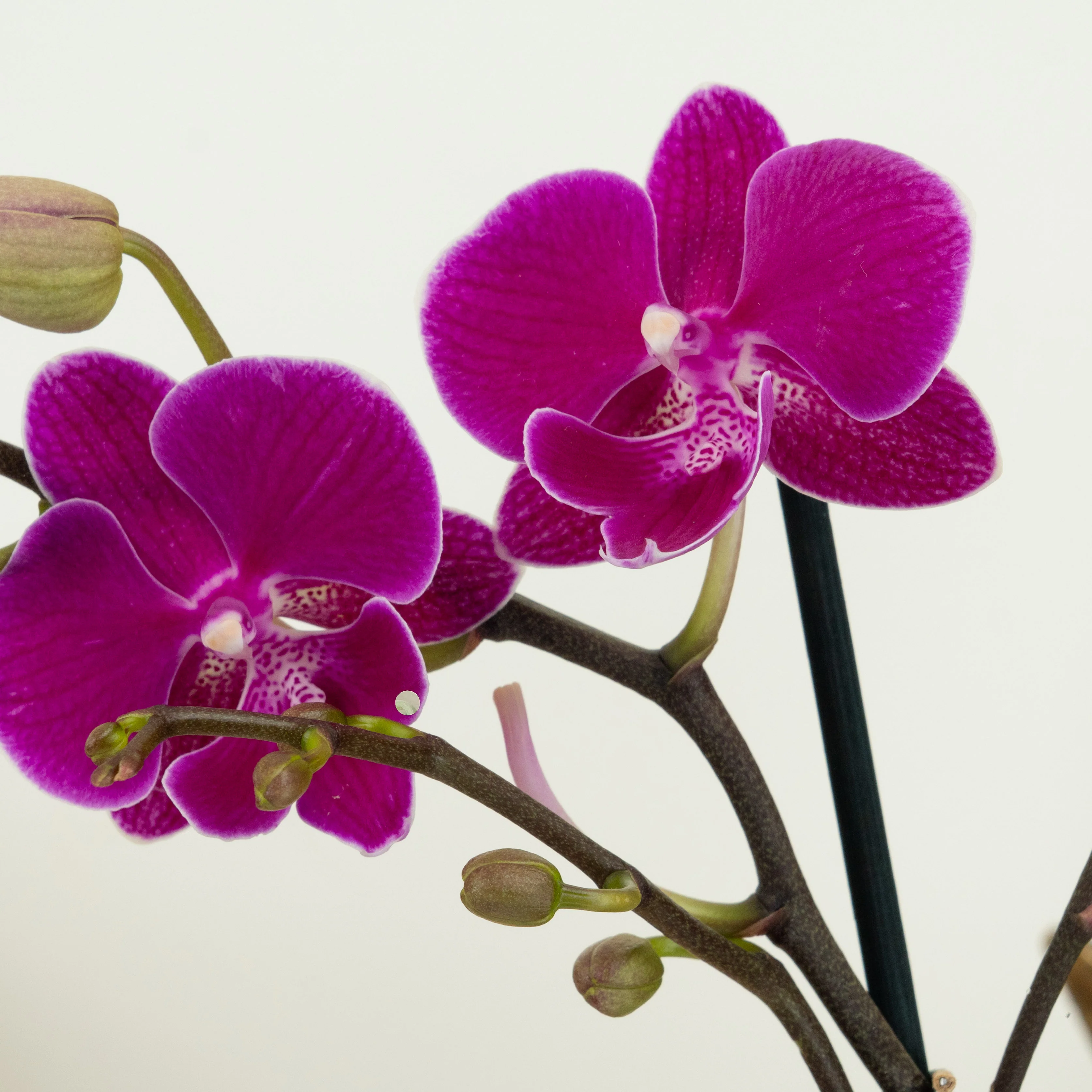 Phalaenopsis Orchid | Holiday - Image 3
