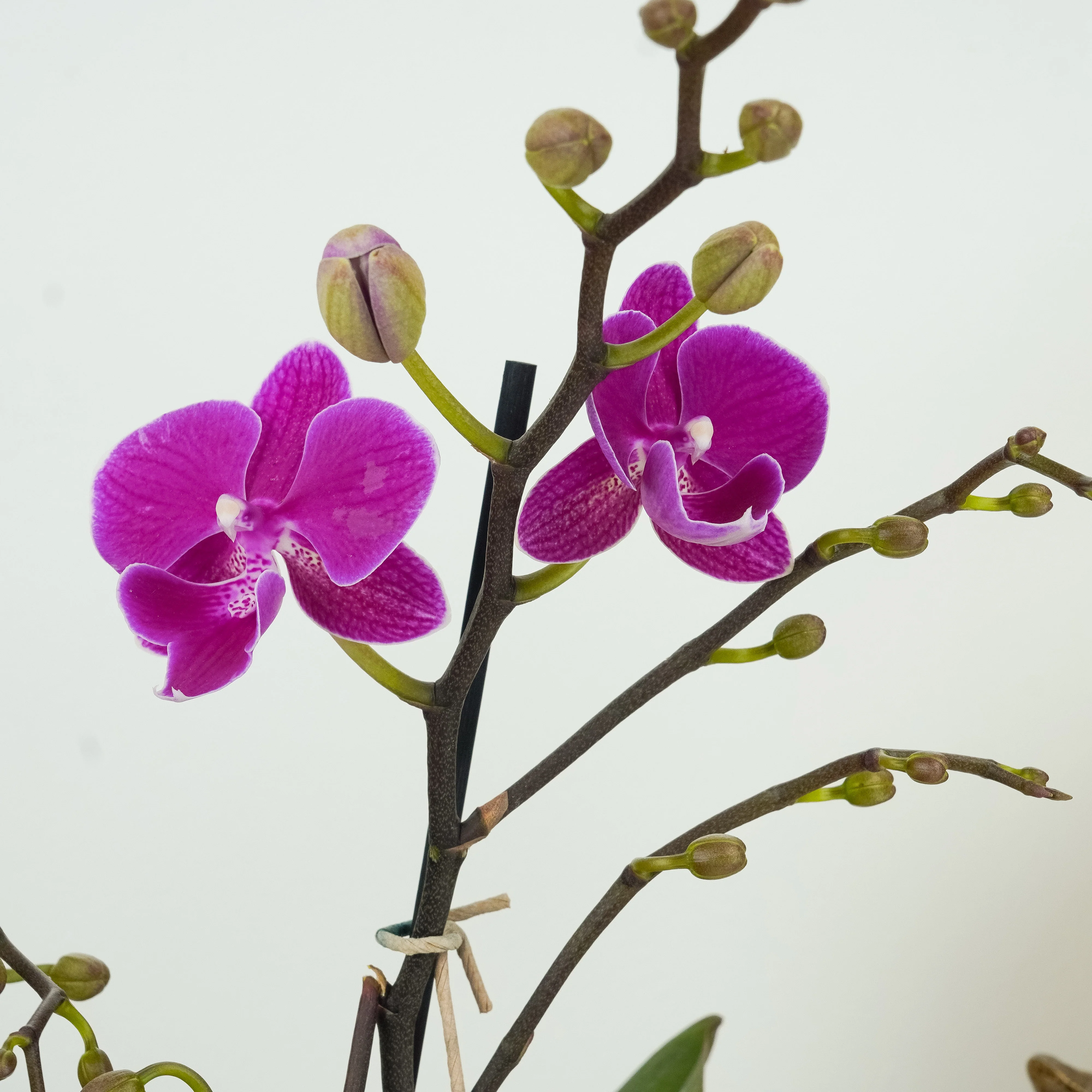 Phalaenopsis Orchid | Holiday - Image 4