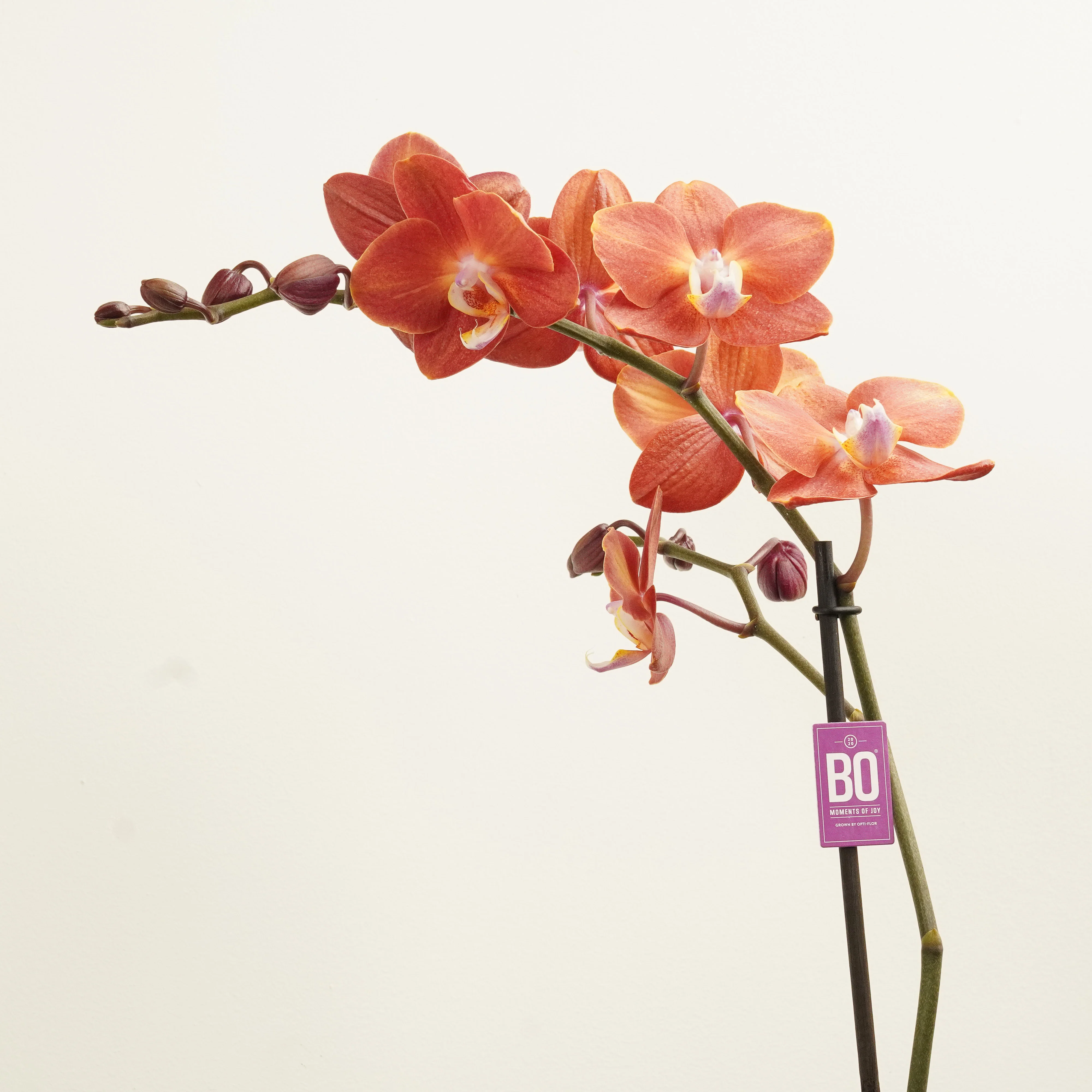 Phalaenopsis Orchid | Horizon - Image 2