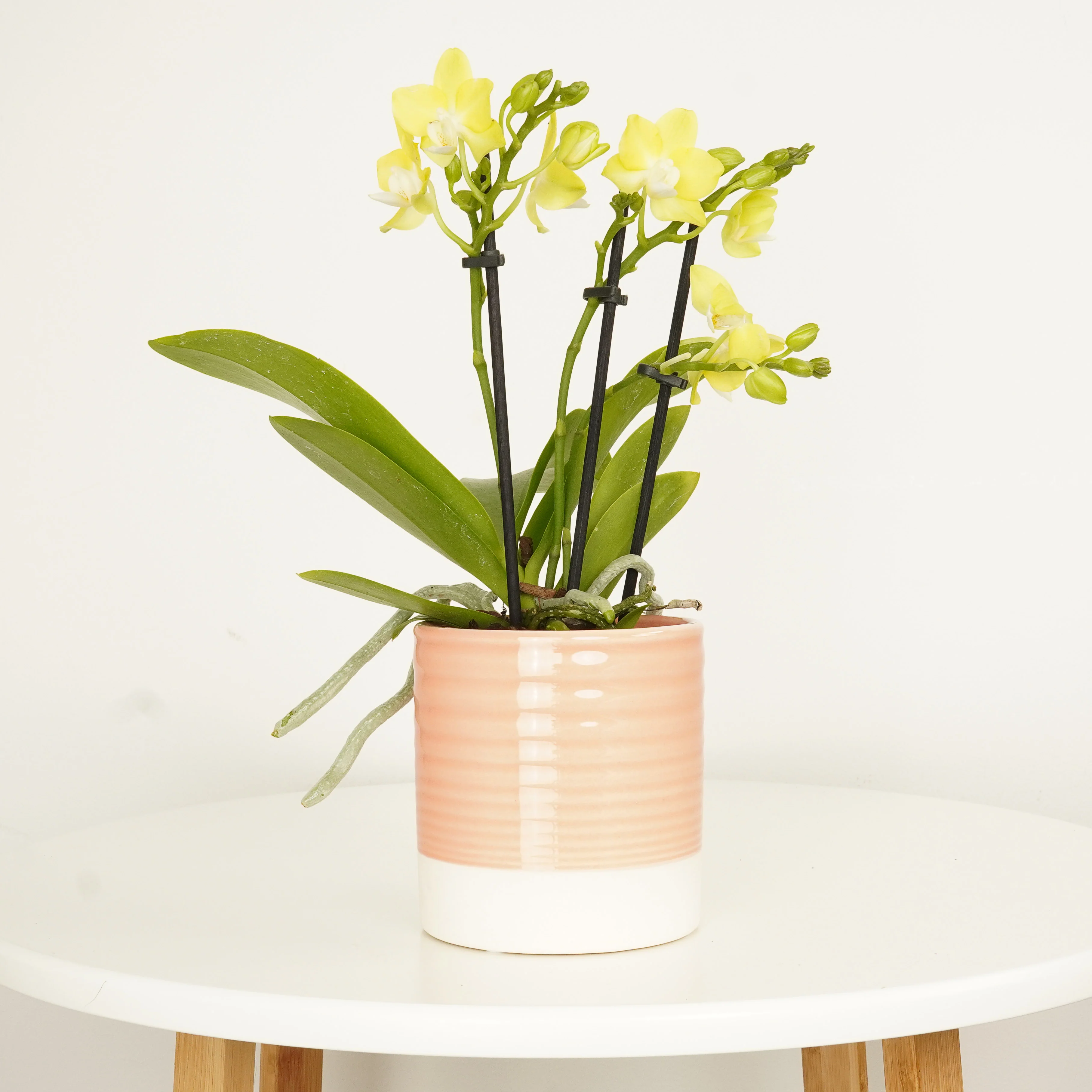 Phalaenopsis Orchid | La Paz