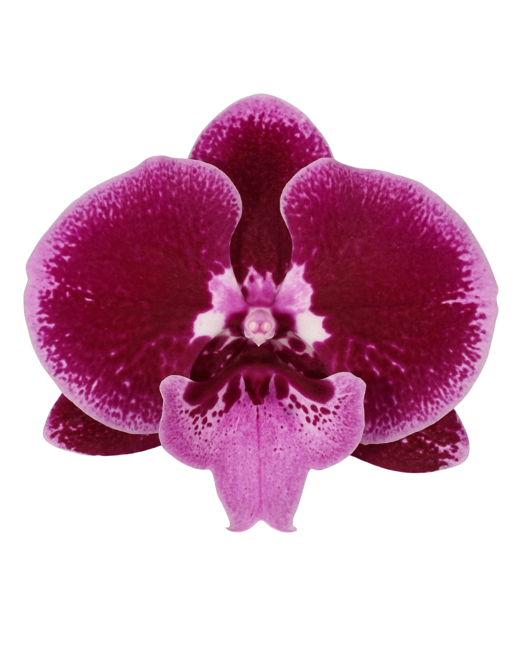 Phalaenopsis Orchid | Lembongan - Image 2