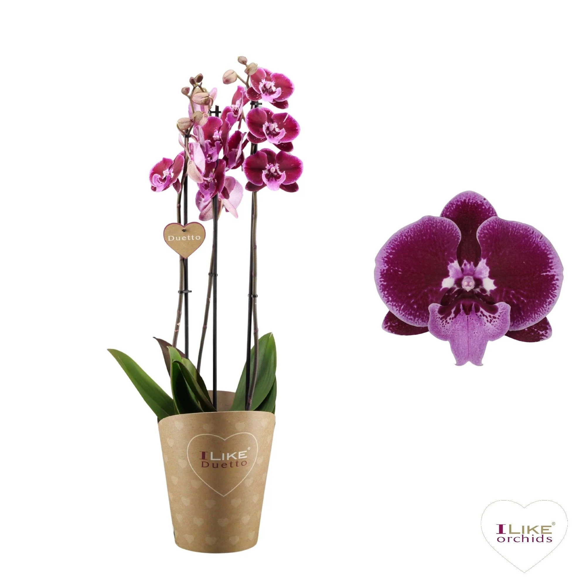 Phalaenopsis Orchid | Lembongan - Image 3