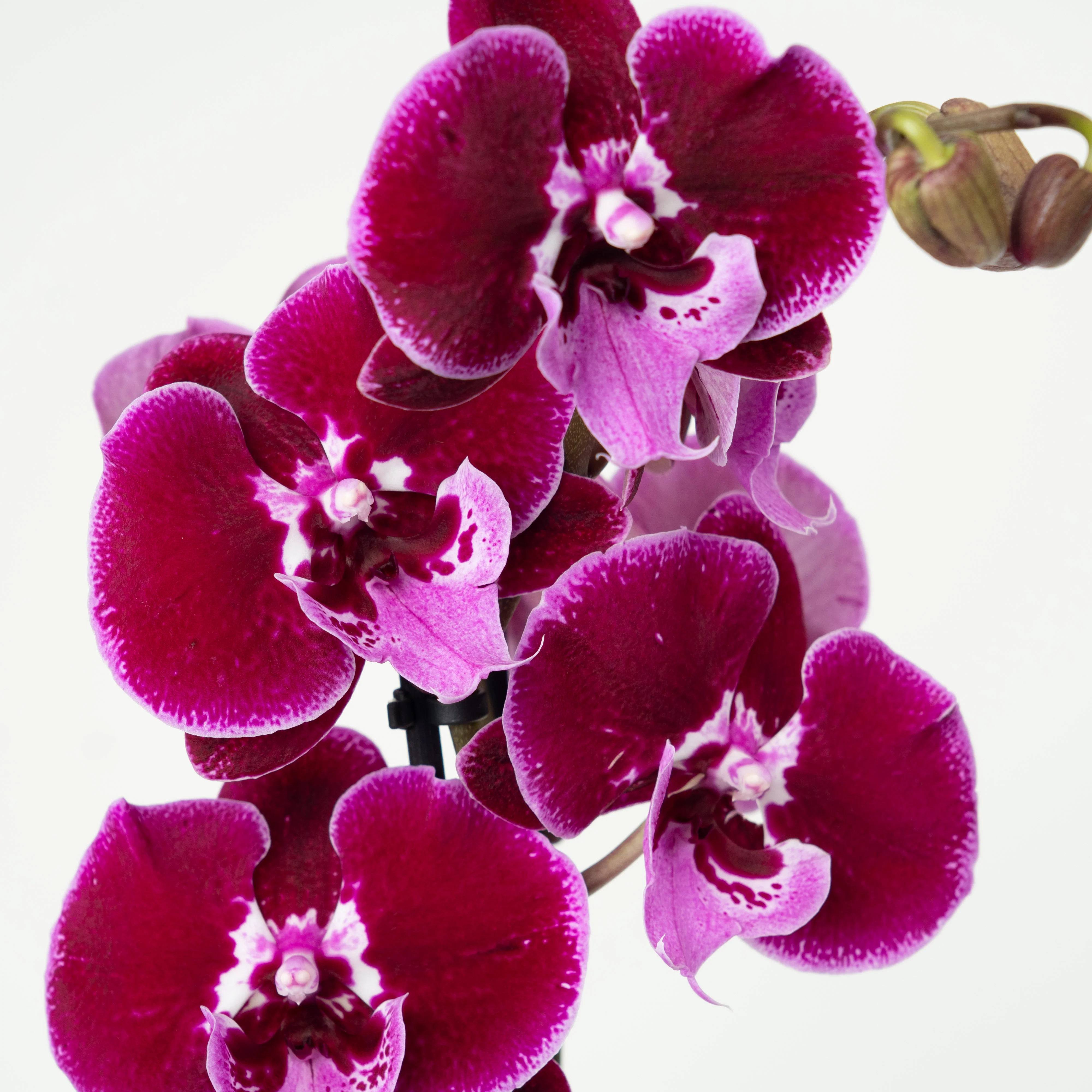 Phalaenopsis Orchid | Lembongan - Image 5