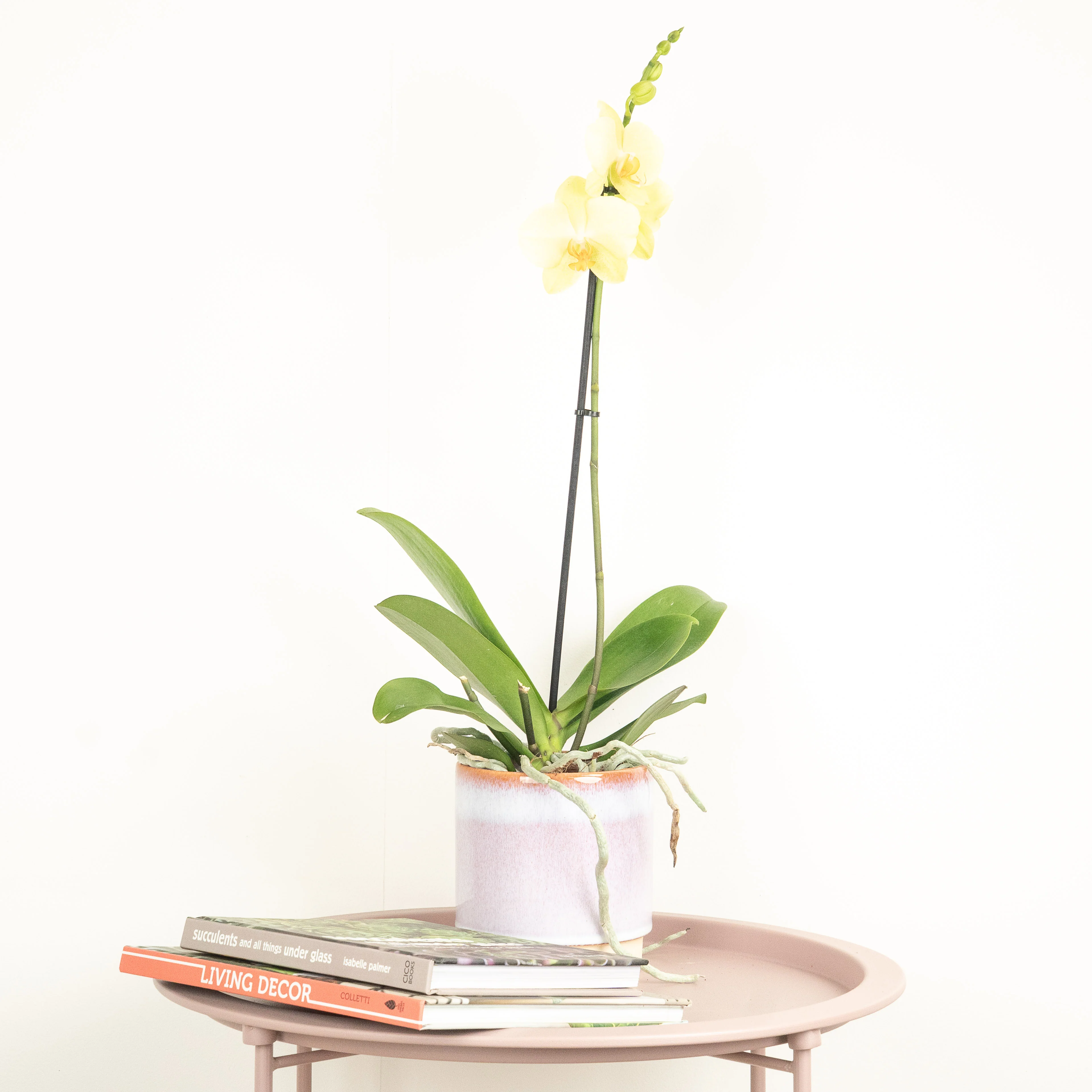 Phalaenopsis Orchid | Lovely Lime - Image 2