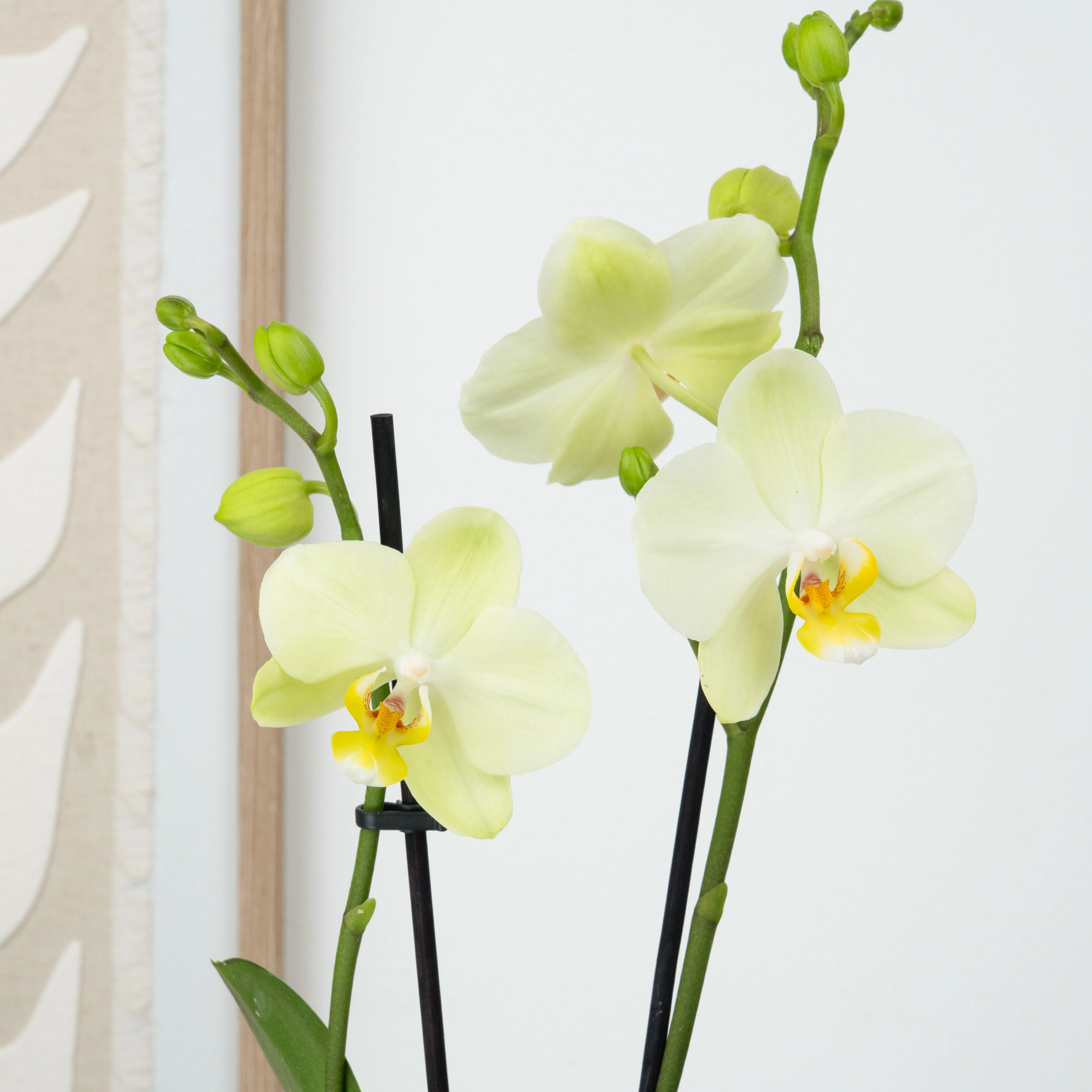 Phalaenopsis Orchid | Mint - Image 2