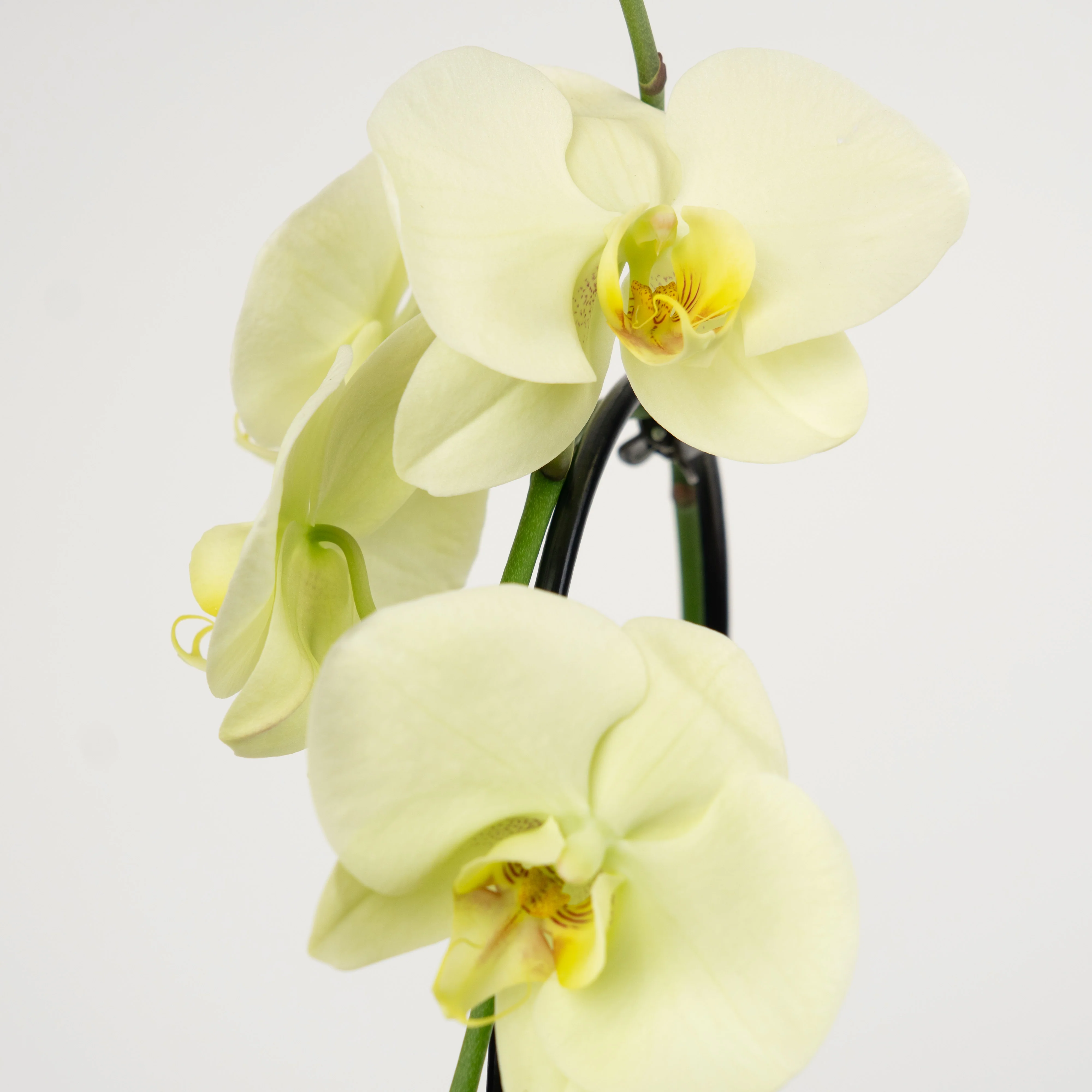 Phalaenopsis Orchid | Mint - Image 5
