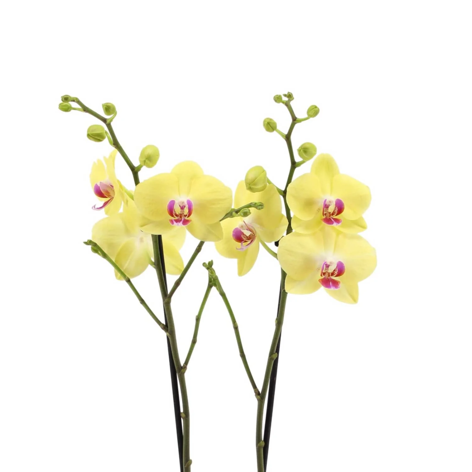 Phalaenopsis Orchid | Miraflor - Image 5