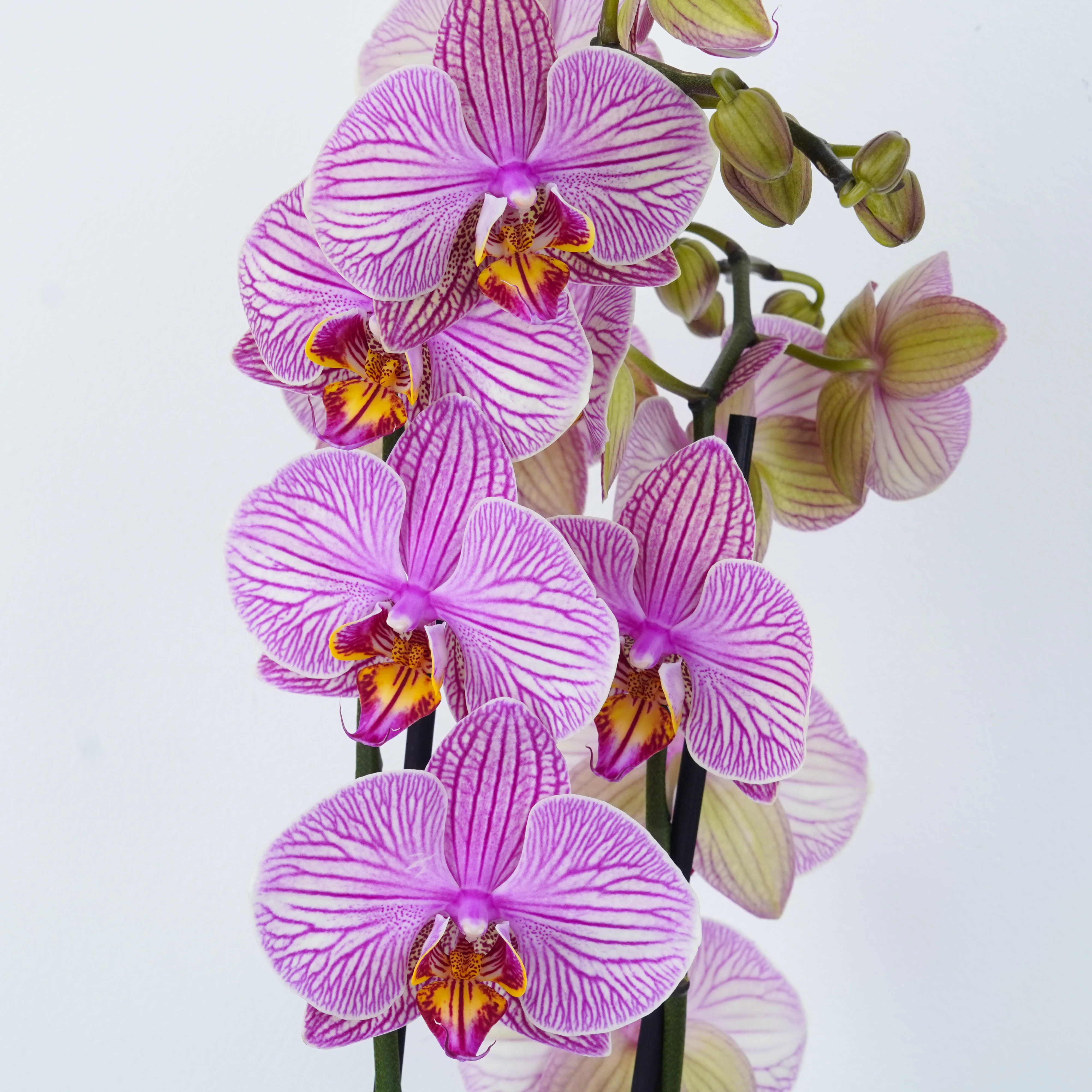 Exotic & Tropical Plants