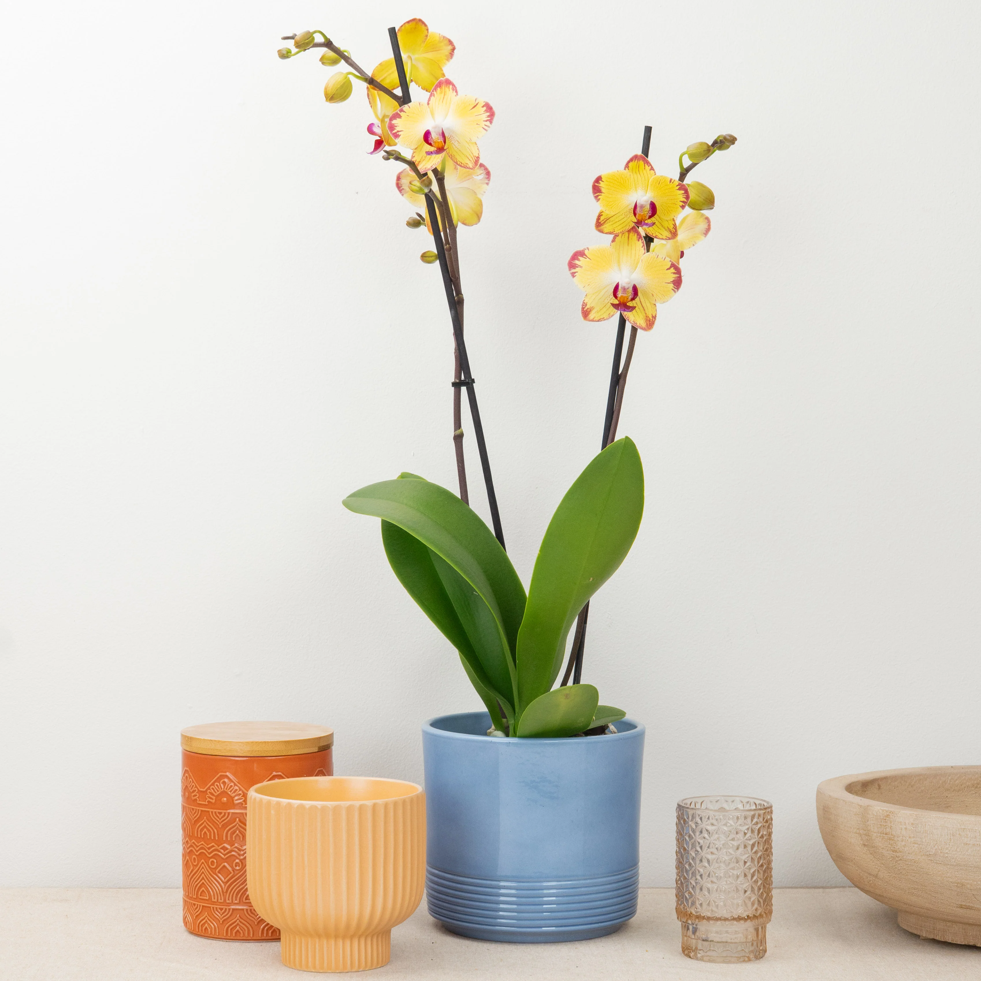 Phalaenopsis Orchid | Papagayo - Image 2
