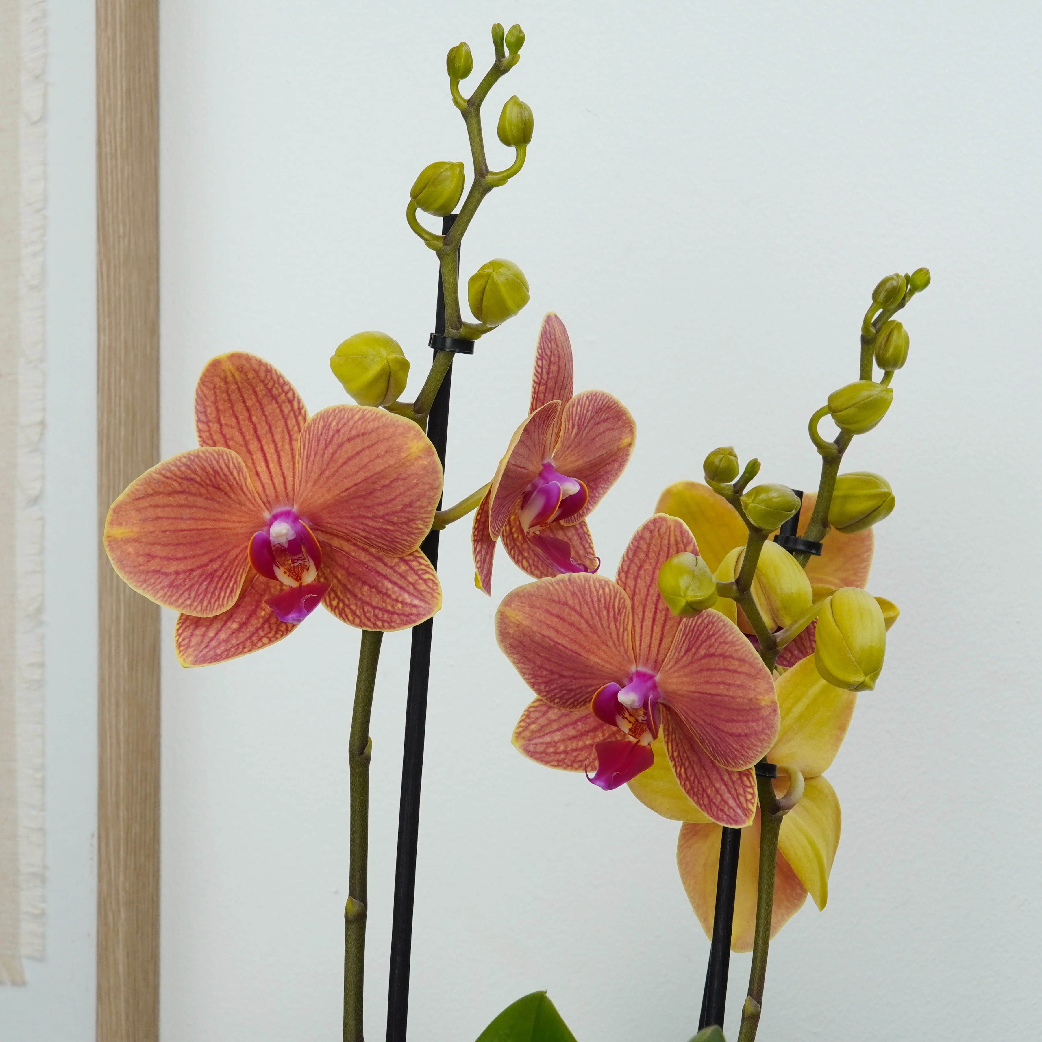 Phalaenopsis Orchid | Peachy Nova - Image 3