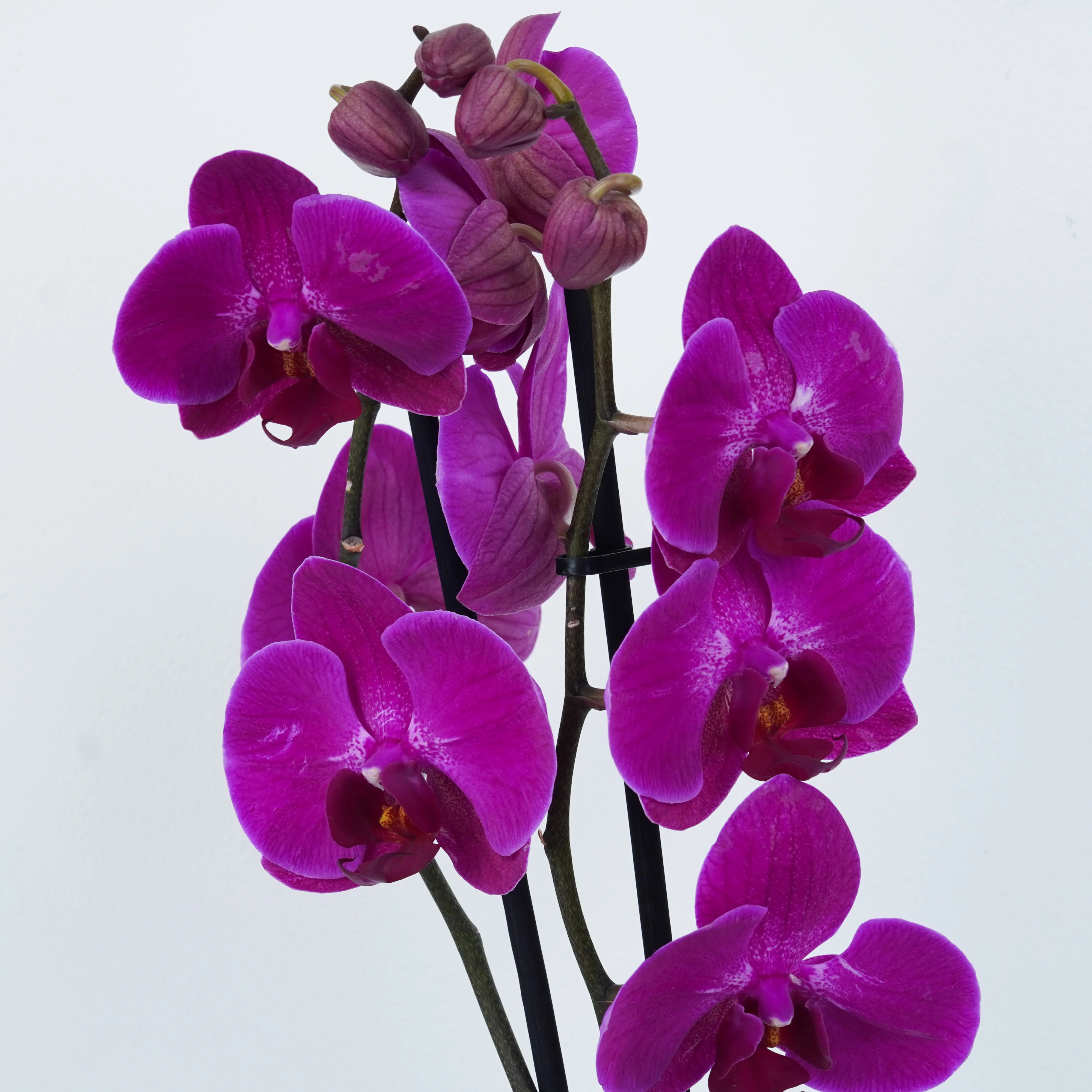 Indoor Plants On Sale