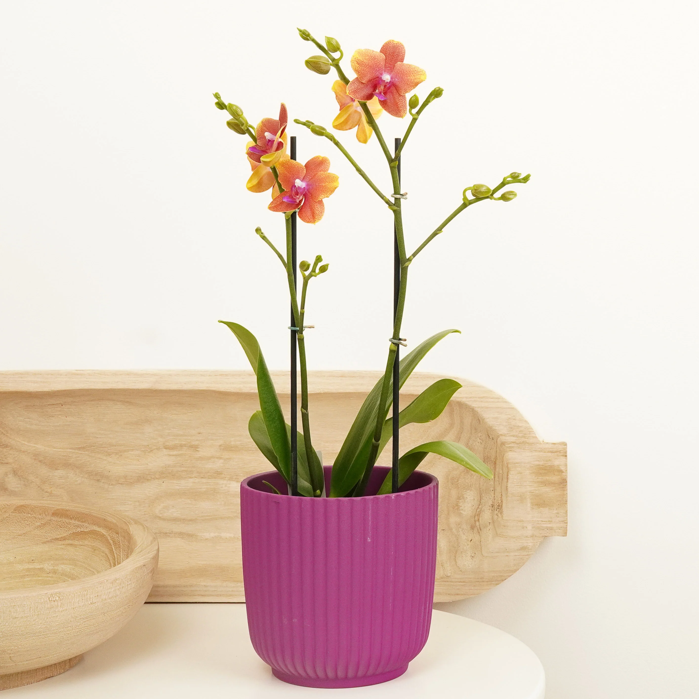 Phalaenopsis Orchid | Bolgheri - Image 3