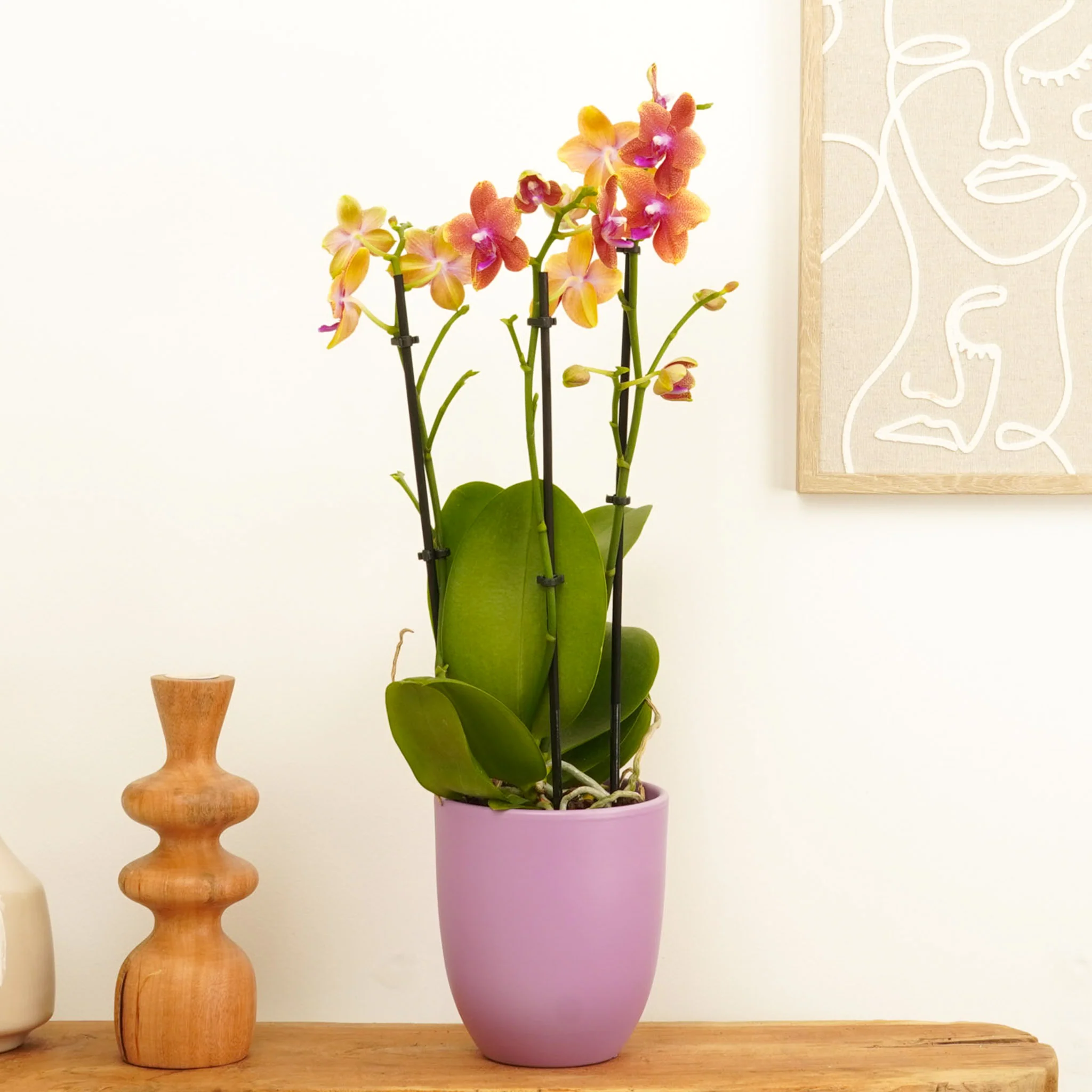 Phalaenopsis Orchid | Bolgheri - Image 6