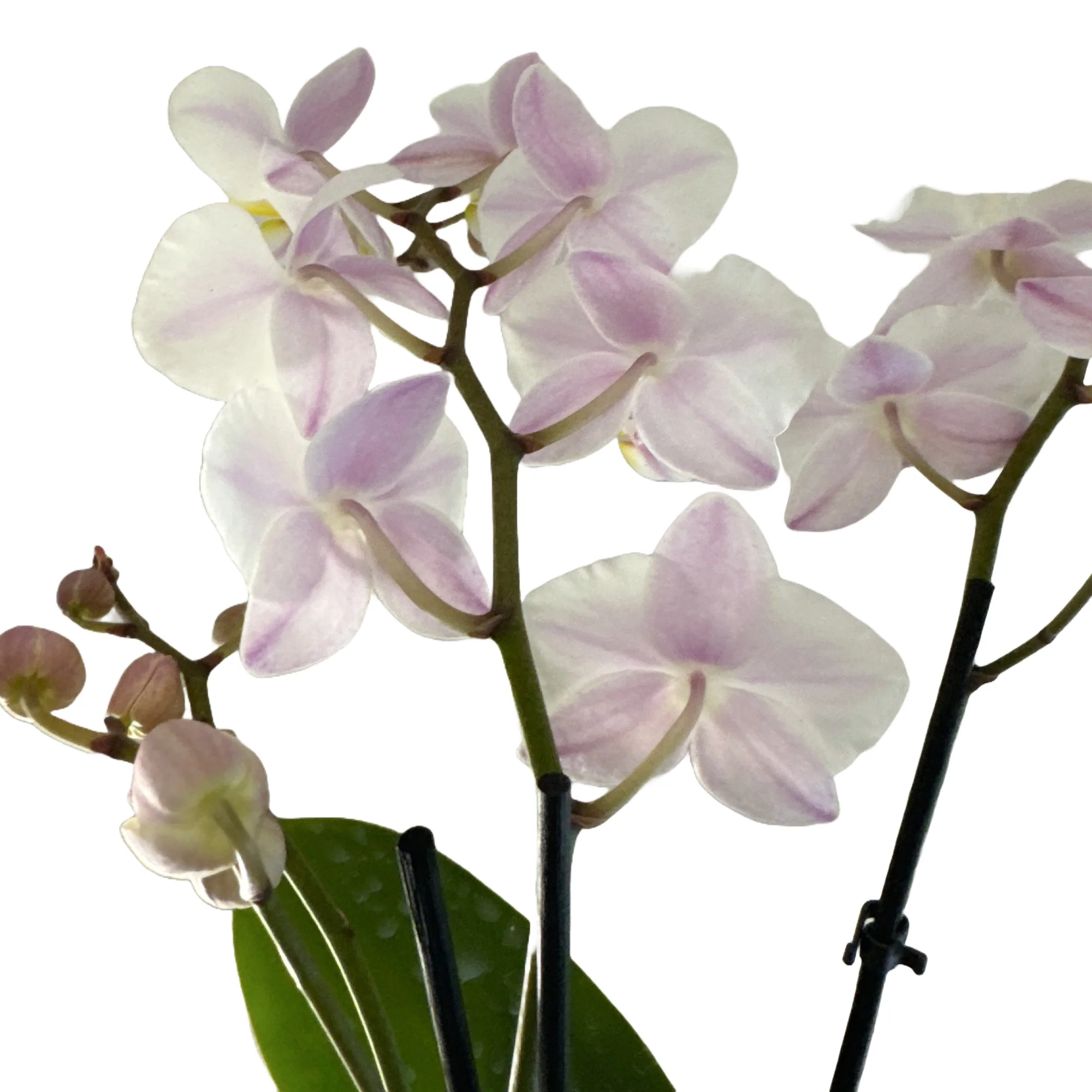 Phalaenopsis Orchid | Sons Weiss - Image 3