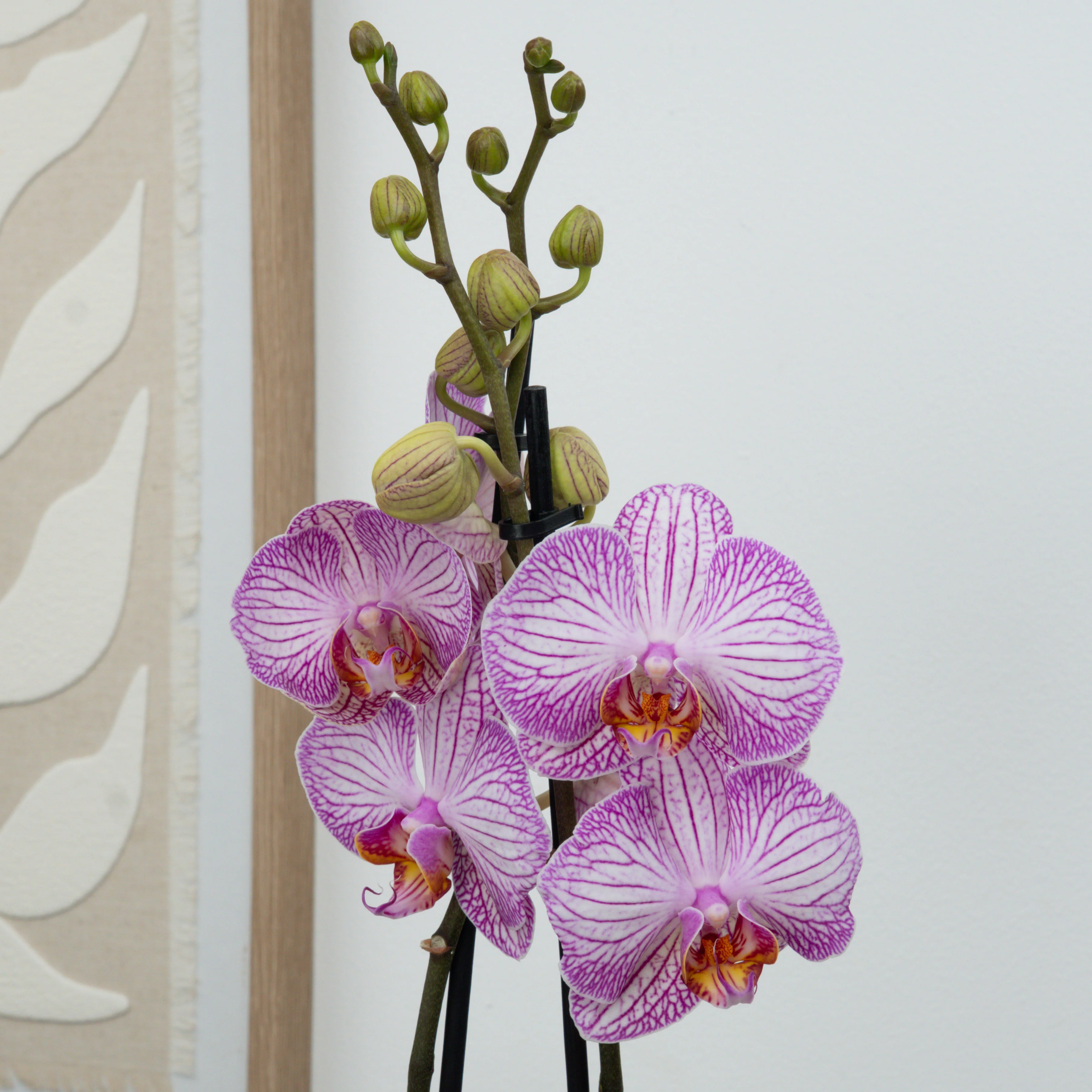 Phalaenopsis Orchid | Sugar Spoon - Image 3