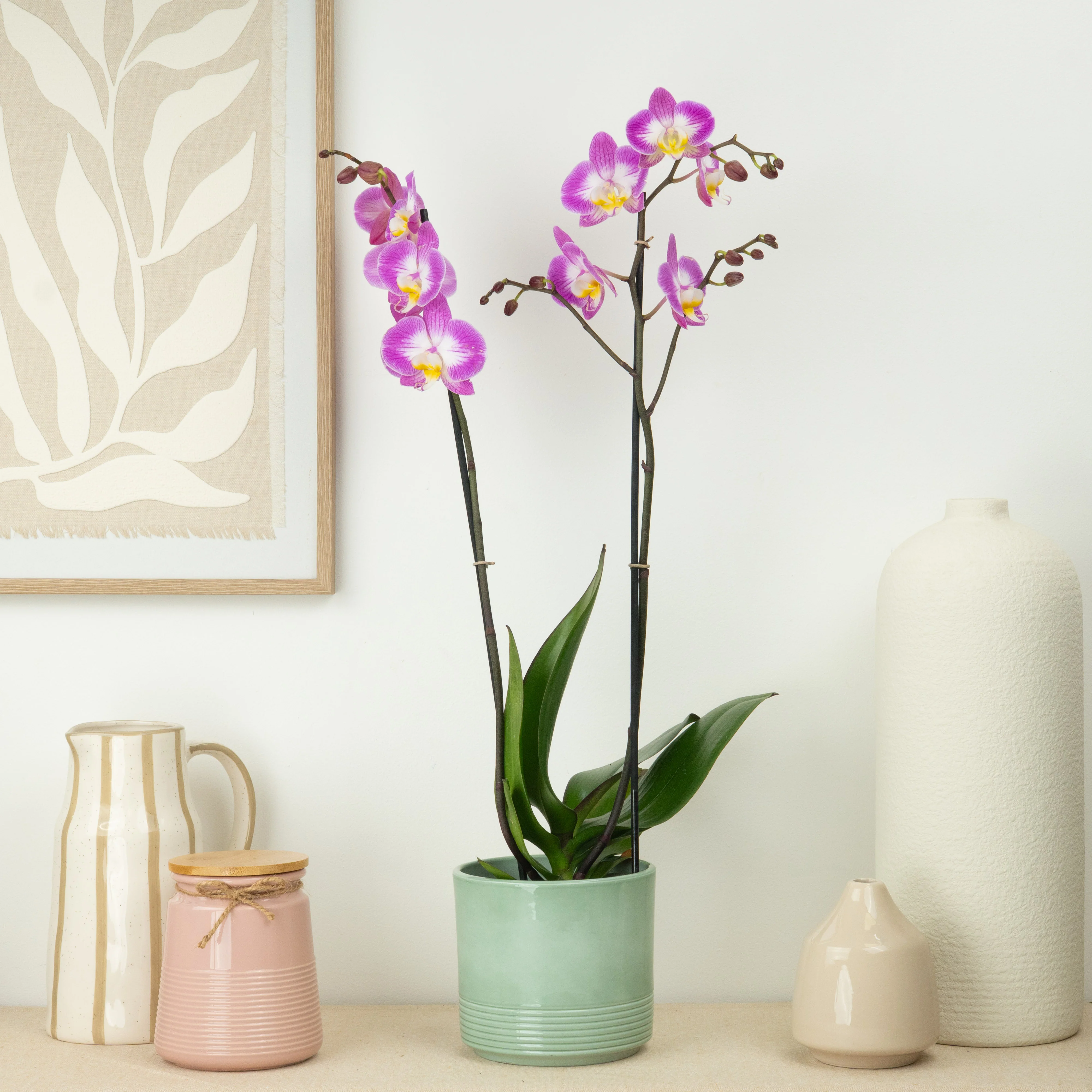 Phalaenopsis Orchid | Sunca Split