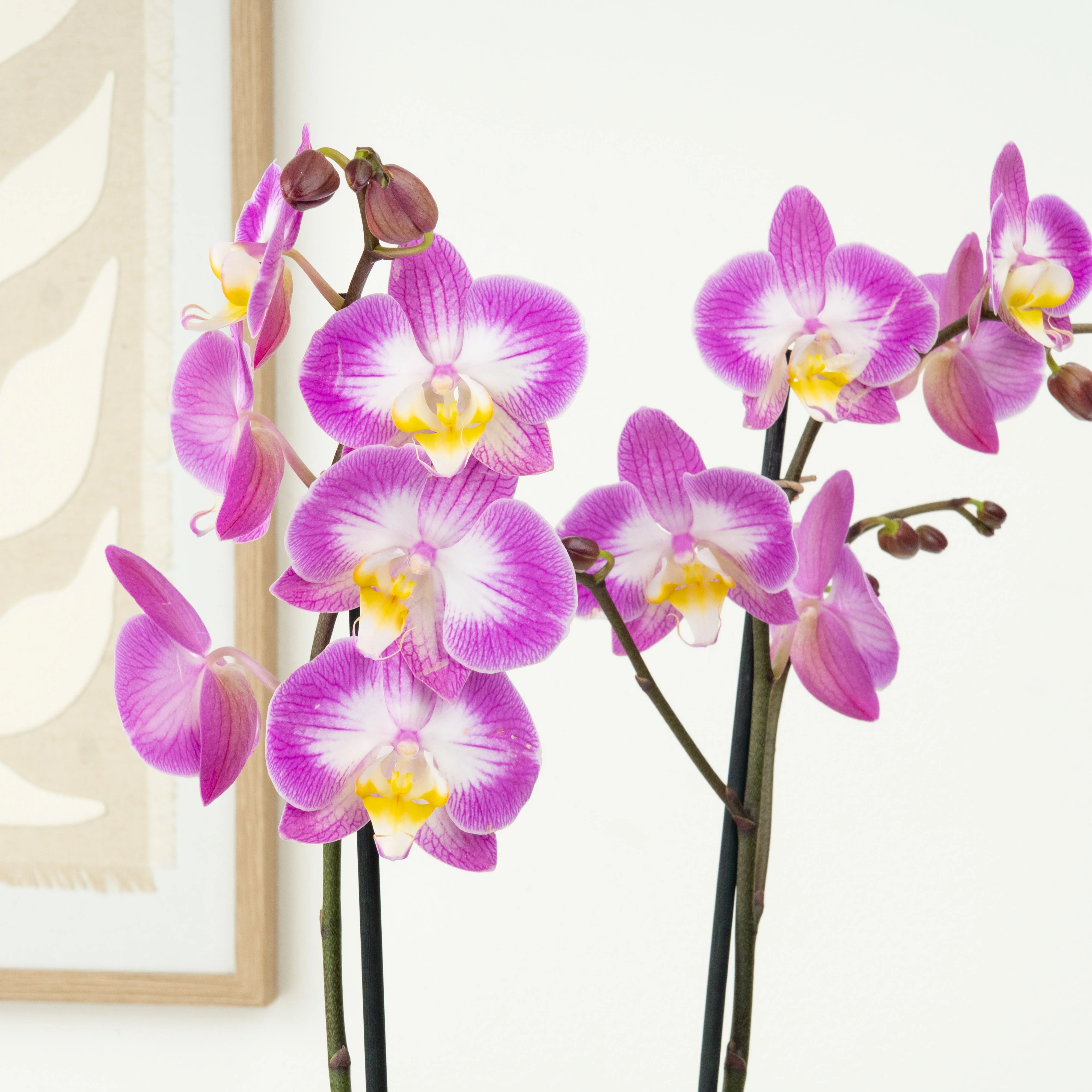 Phalaenopsis Orchid | Sunca Split - Image 2