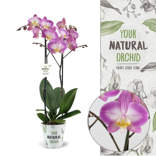 Phalaenopsis Orchid | Sunca Split - Image 3