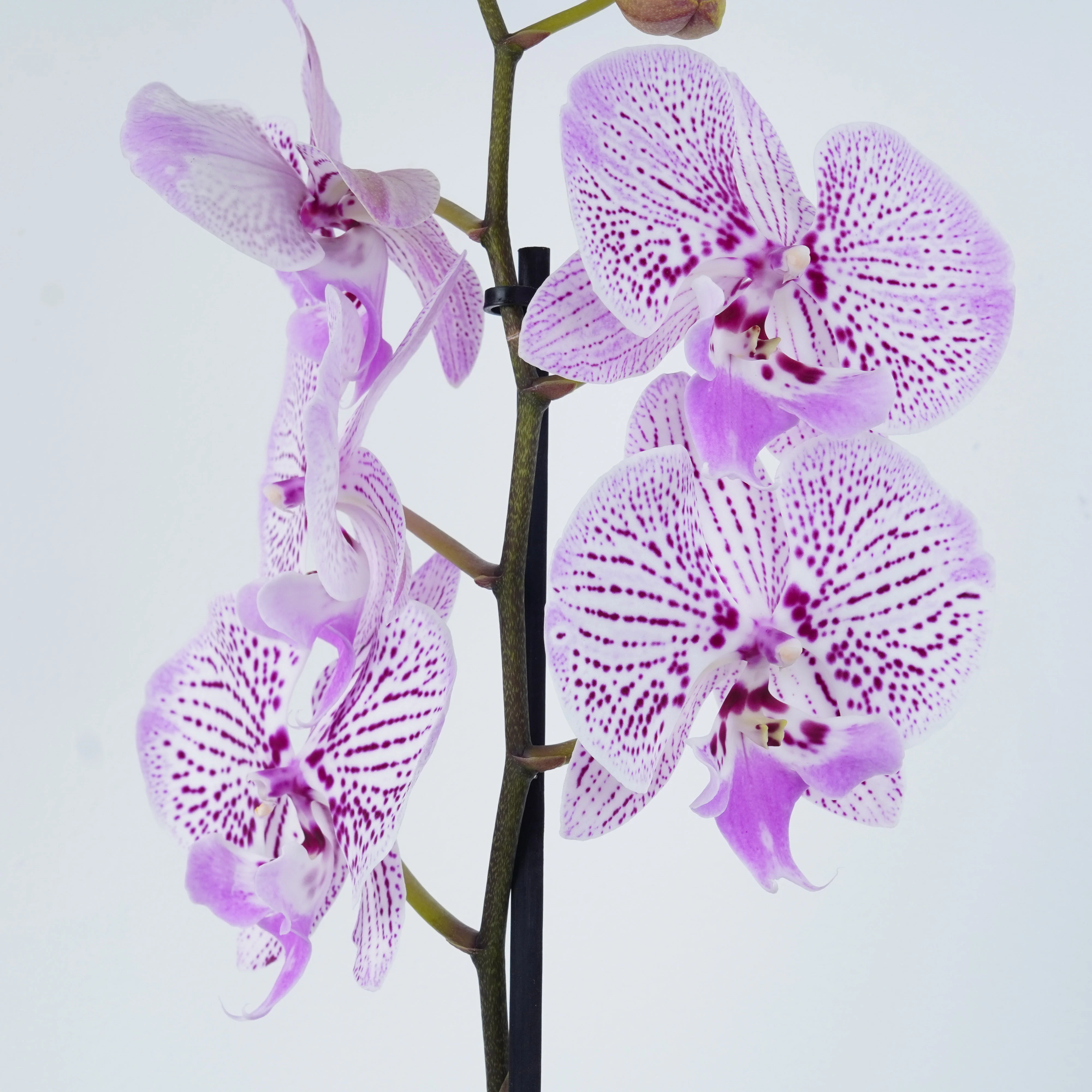 Phalaenopsis Orchid | Venus - Image 2