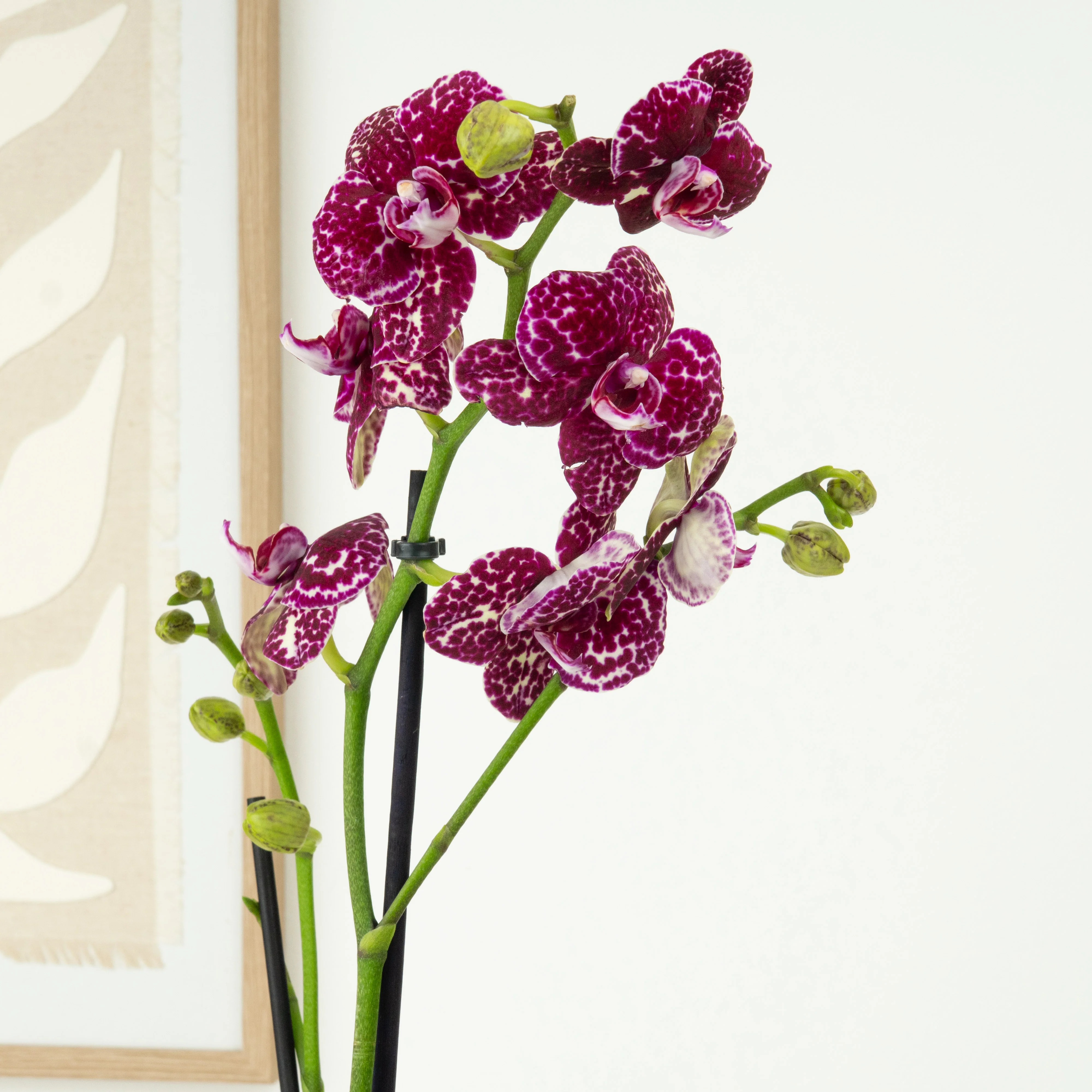 Phalaenopsis Orchid | Wildcat
