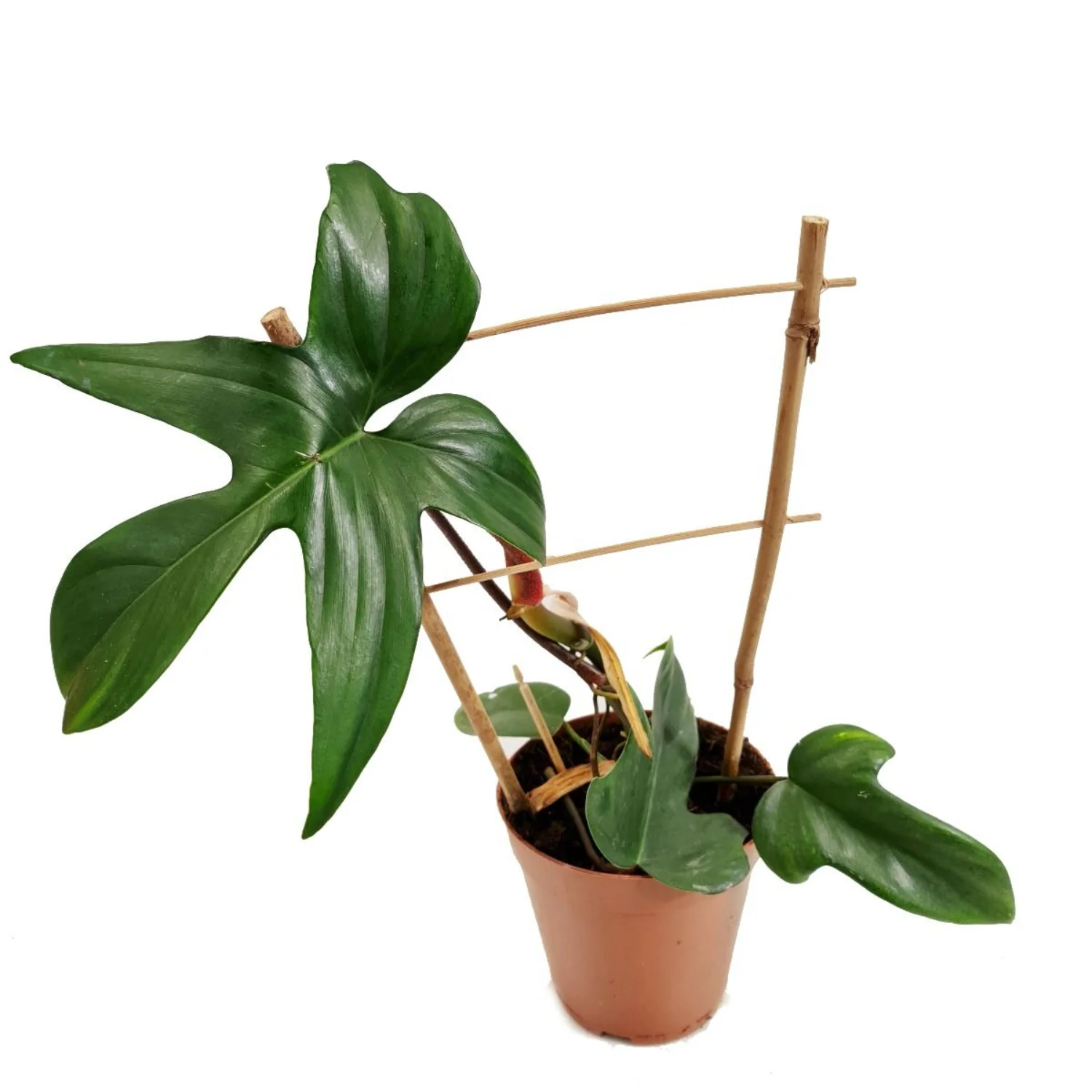 Philodendron Florida Green - Image 3