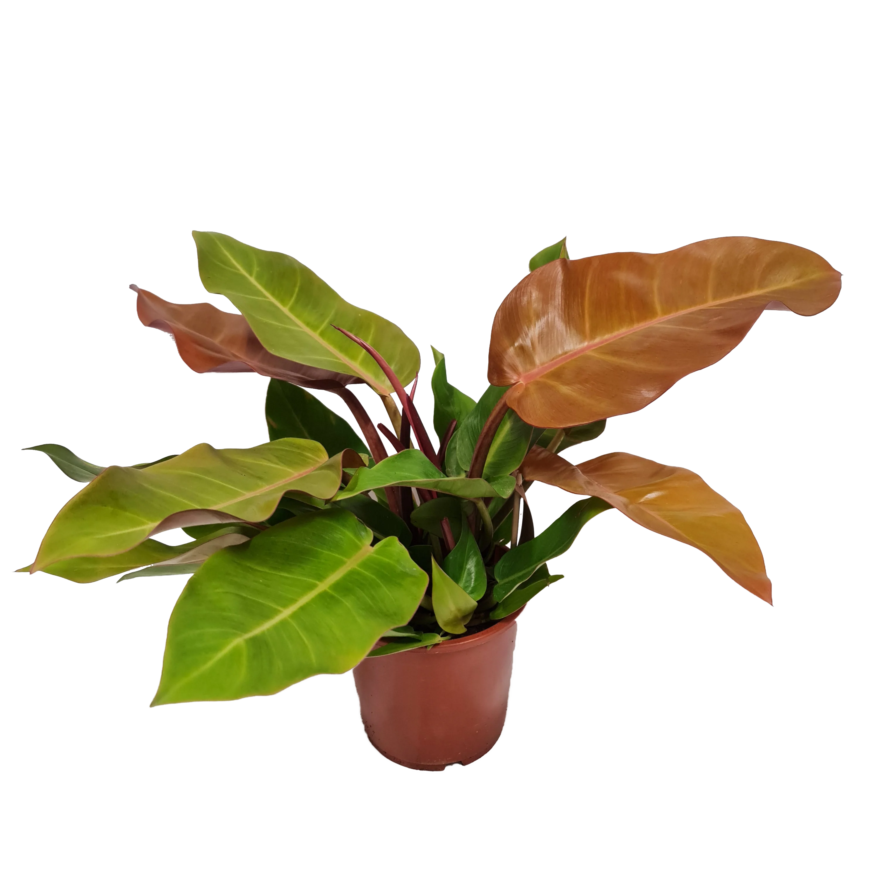 Philo | Prince Of Orange | Rare Plant - Image 8