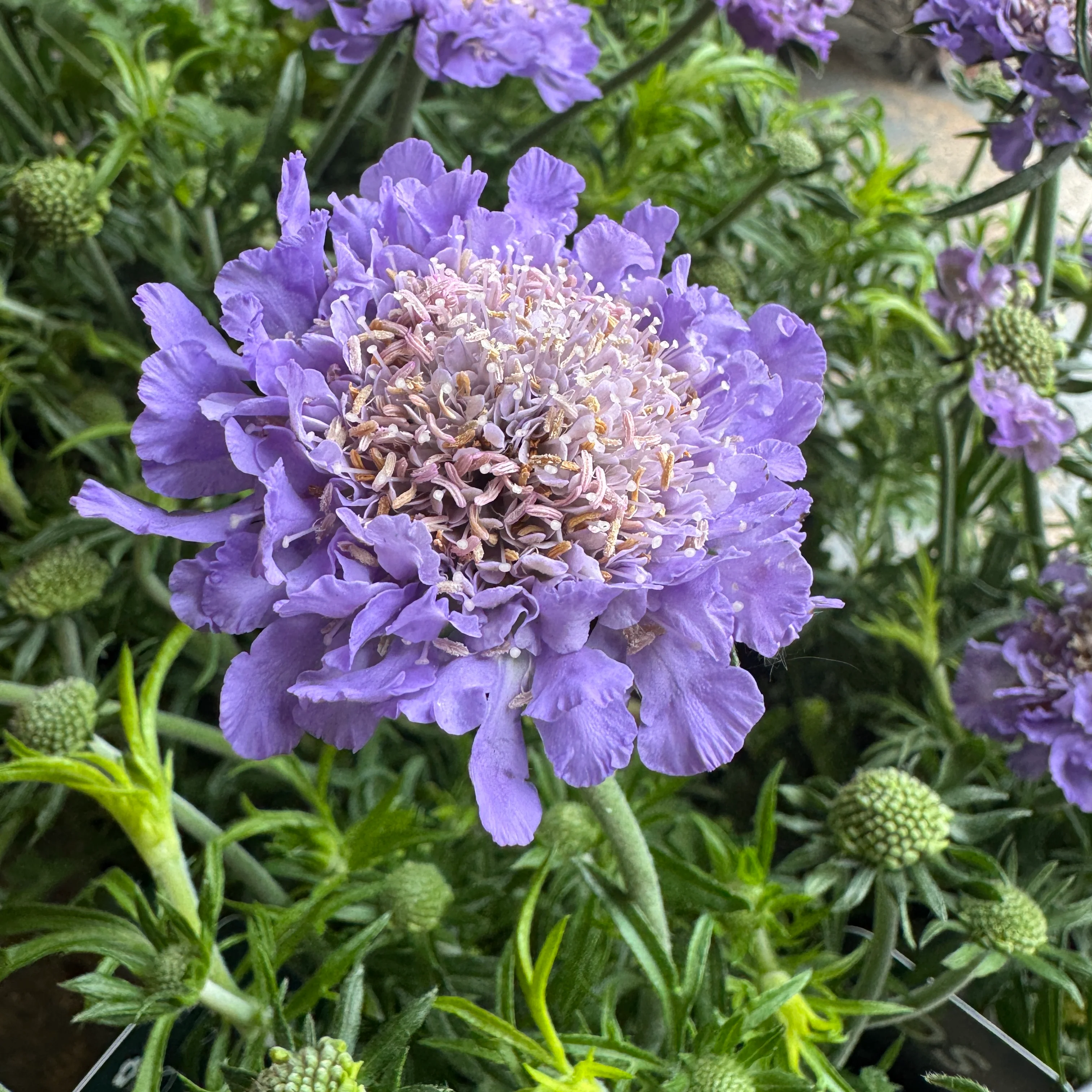 Pincushions | Surprise Colour | Outdoor Plant - Image 12