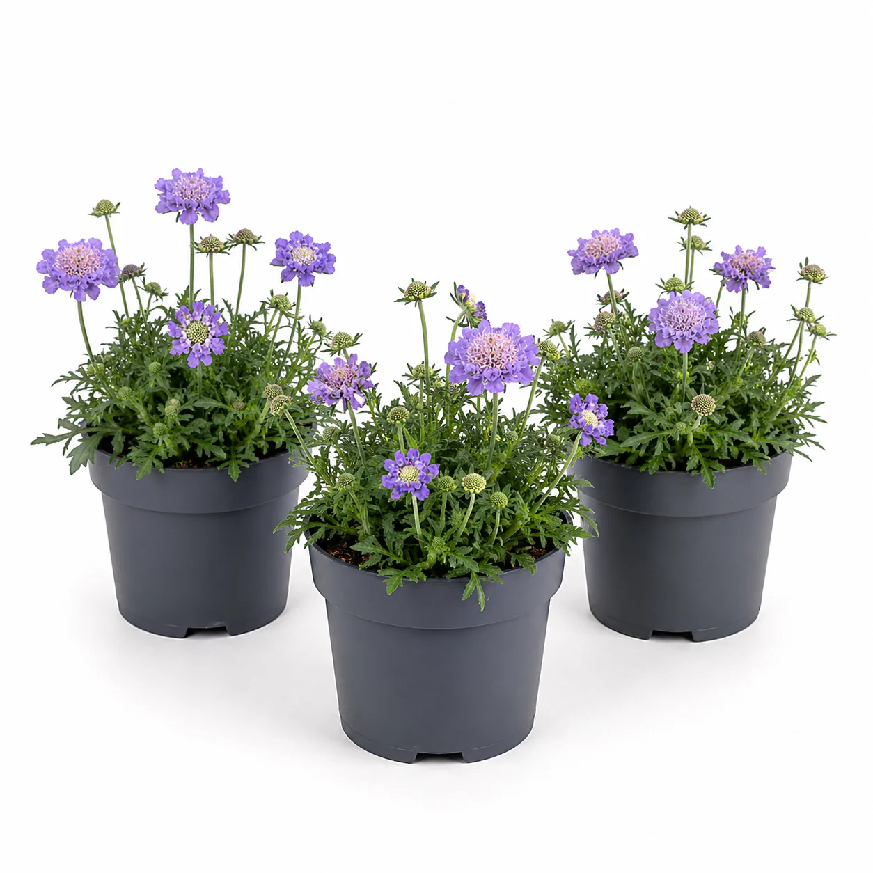 Pincushions | Surprise Colour | Outdoor Plant - Image 3