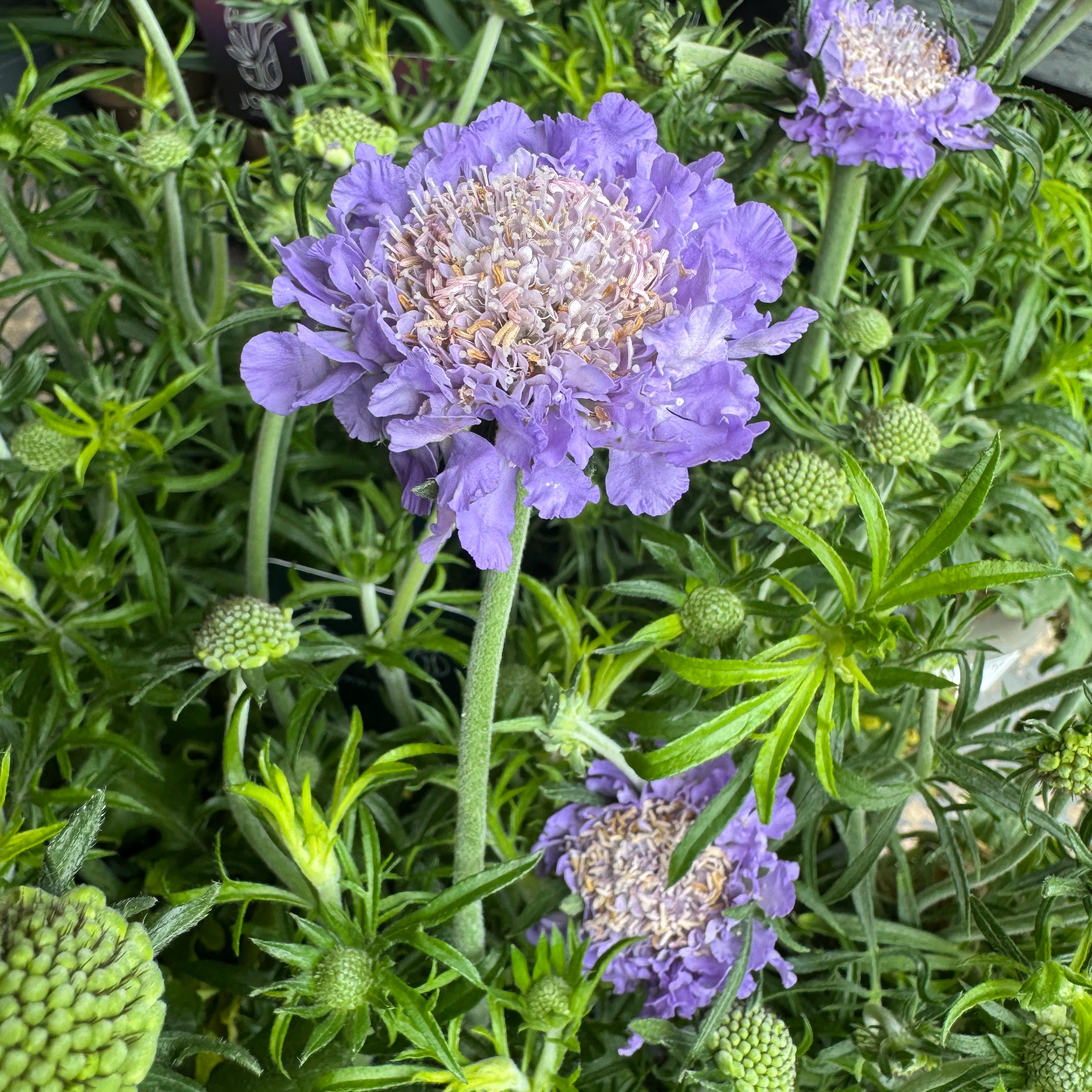 Pincushions | Surprise Colour | Outdoor Plant - Image 4