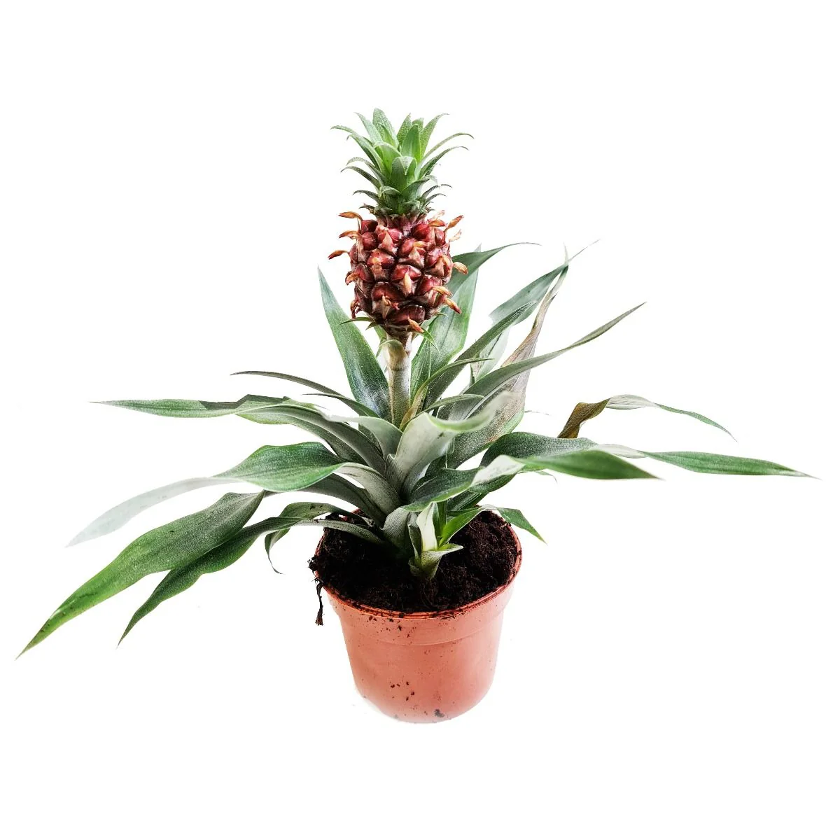 Pineapple Plant | Amigo - Image 3