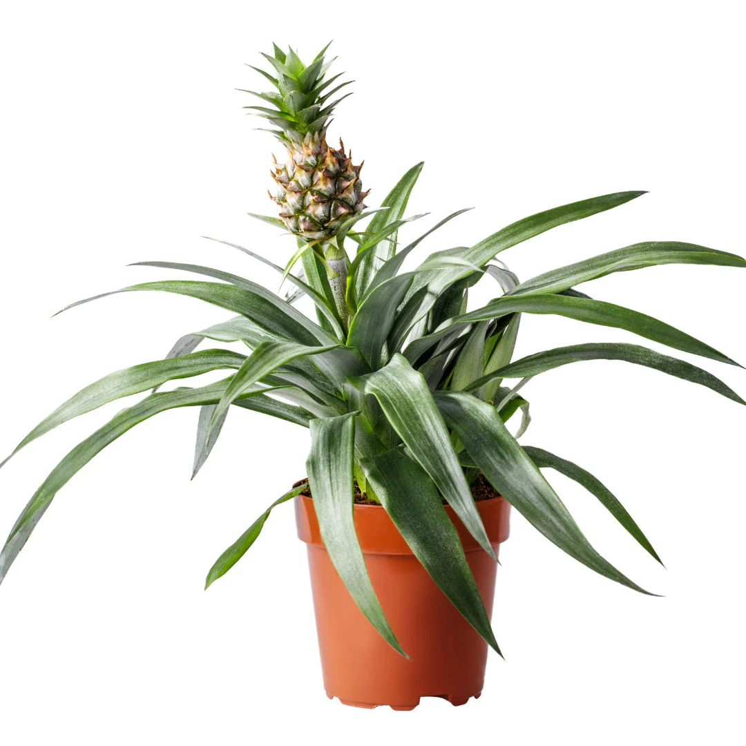 Pineapple Plant | Amigo - Image 4