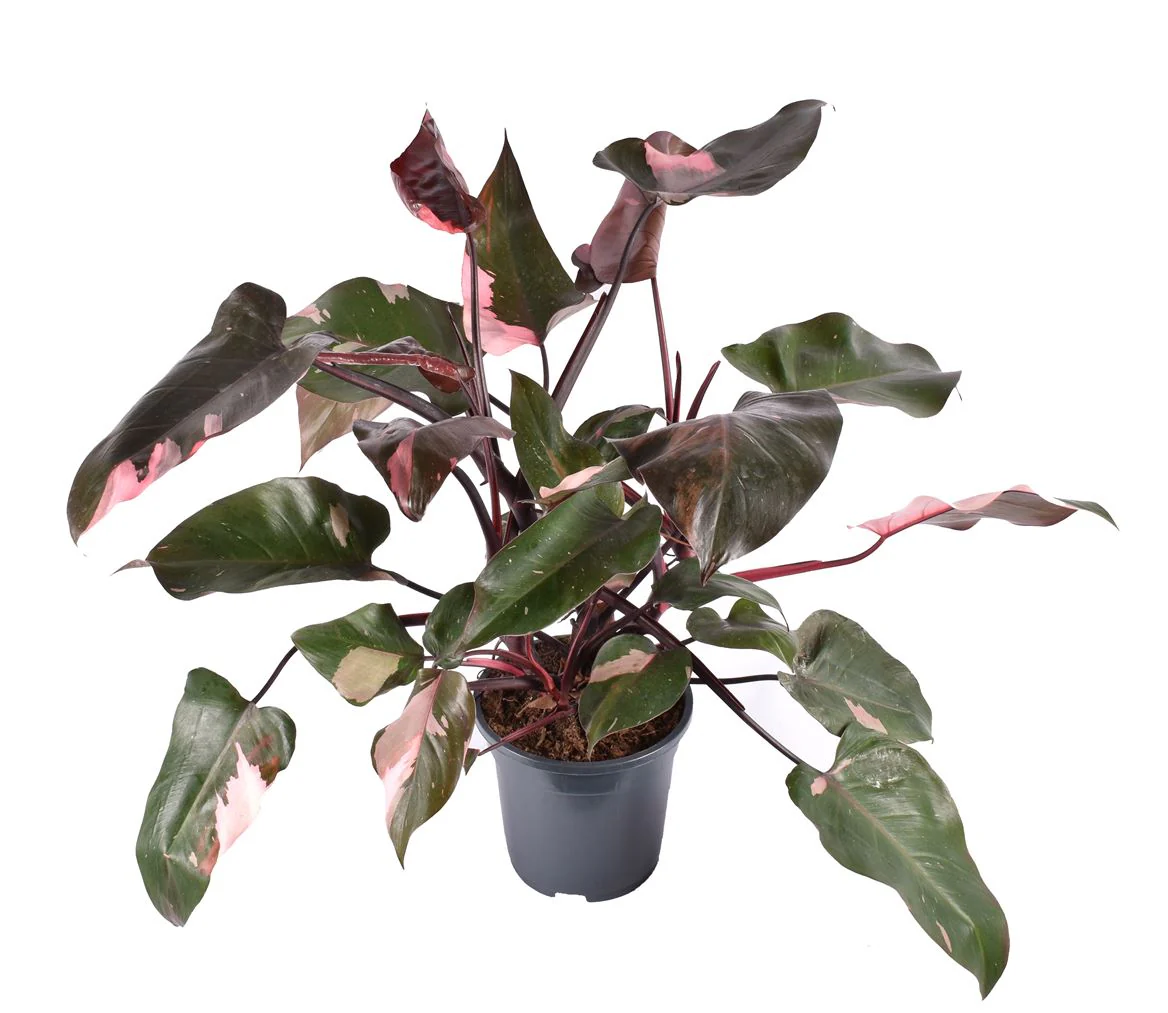 Pink Princess Philo | Rare Plant - Image 4