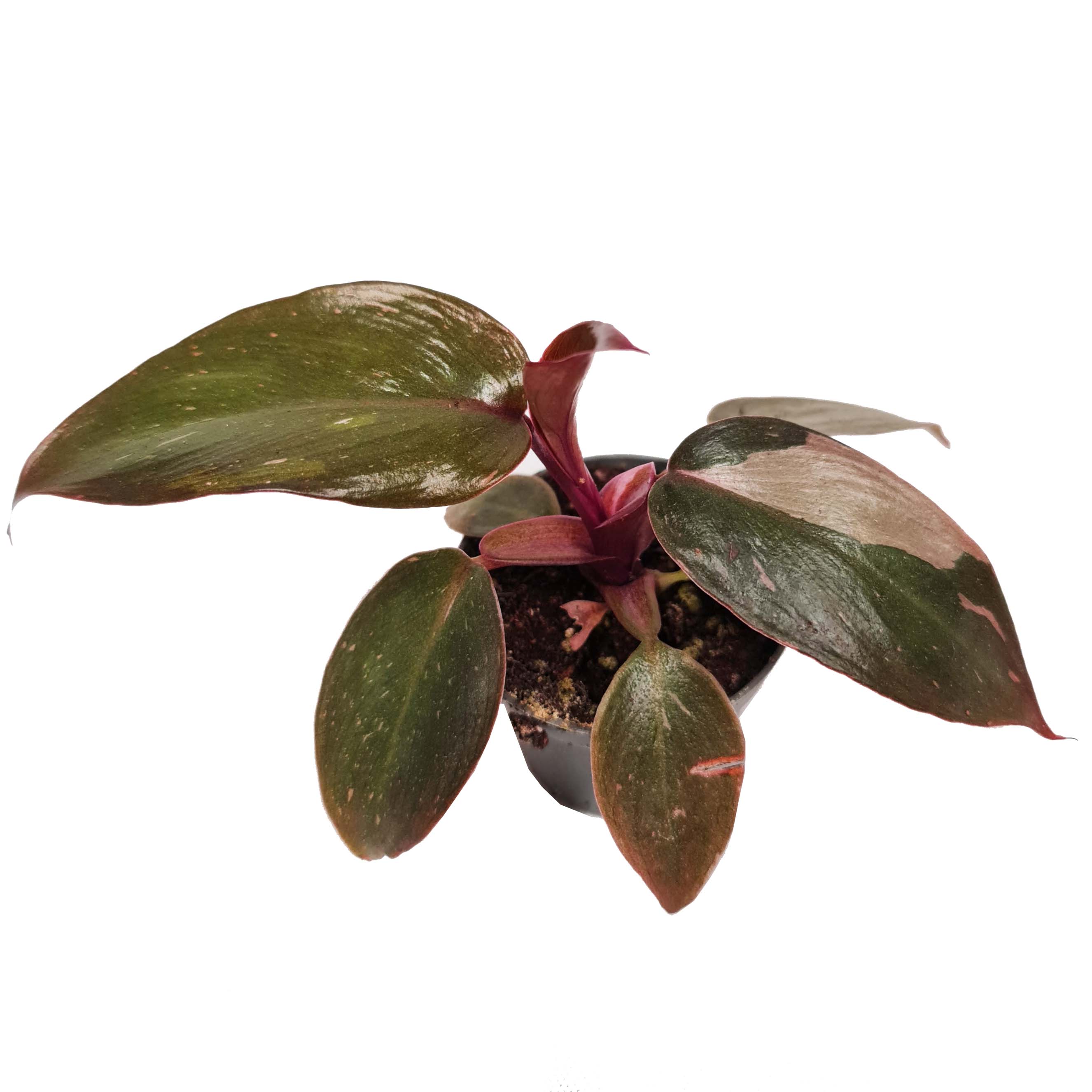 Pink Princess Philo | Rare Plant - Image 6