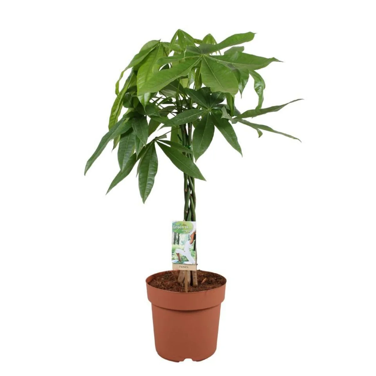 Money Tree - Image 3