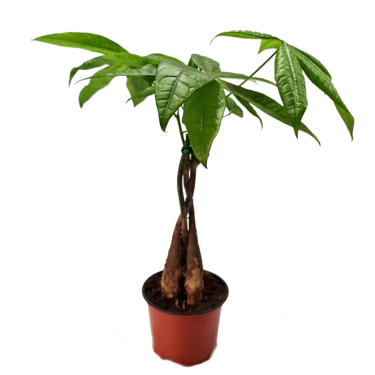 Money Tree - Image 5