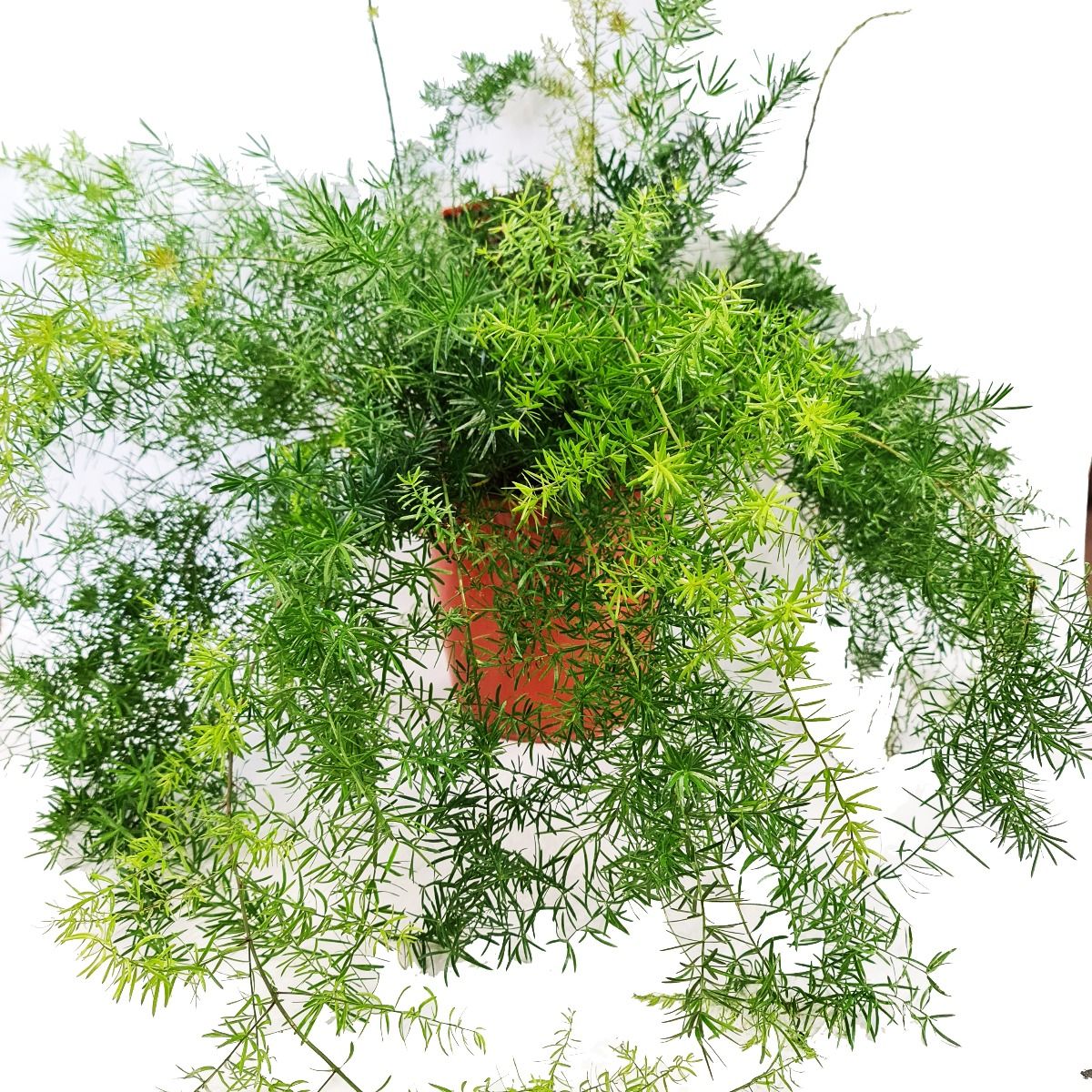 Plume Asparagus - Image 2